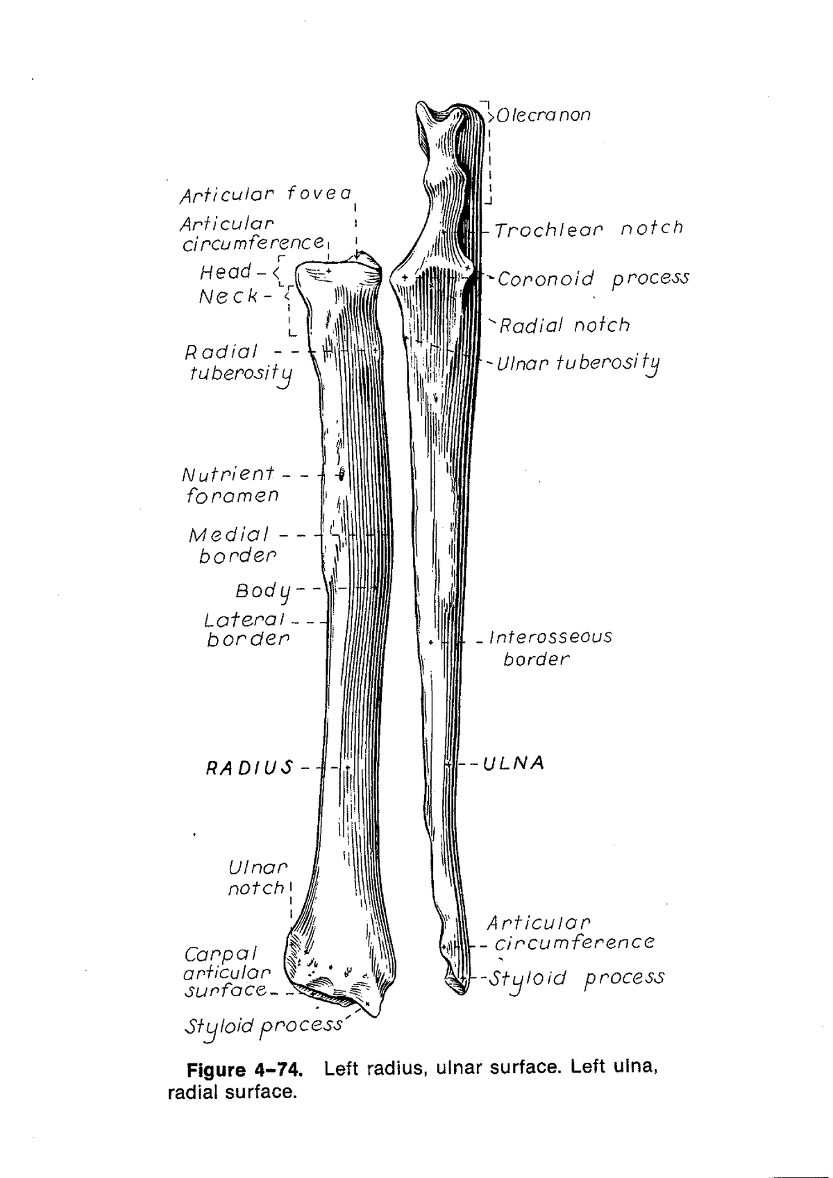 Radius and Ulna - VSC224 - Studocu