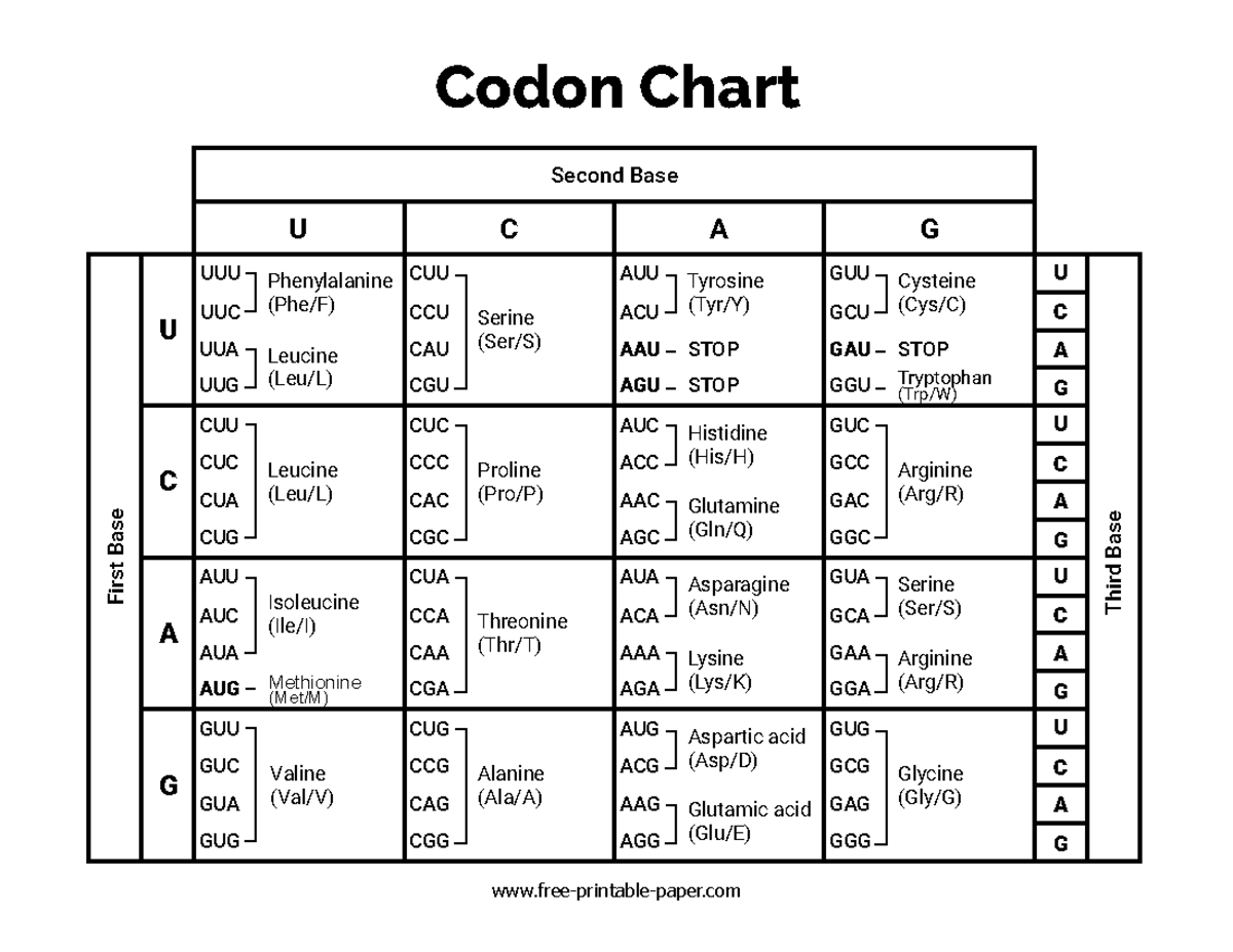 Codon-chart - Codon Chart Second Base U C A G U UUU Phenylalanine (Phe ...