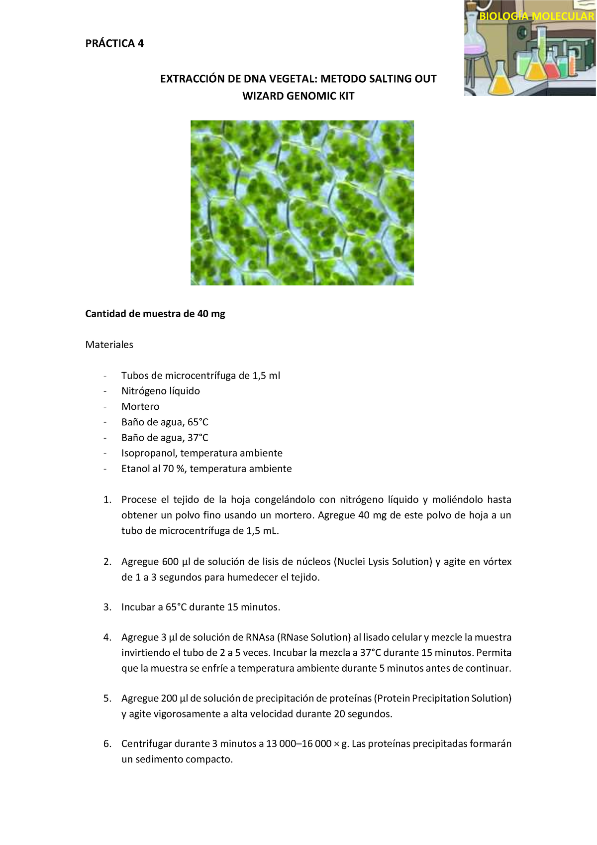 4. Protocolo Extracción DNA Vegetal - PR¡CTICA 4 BIOLOGÕA MOLECULAR ...