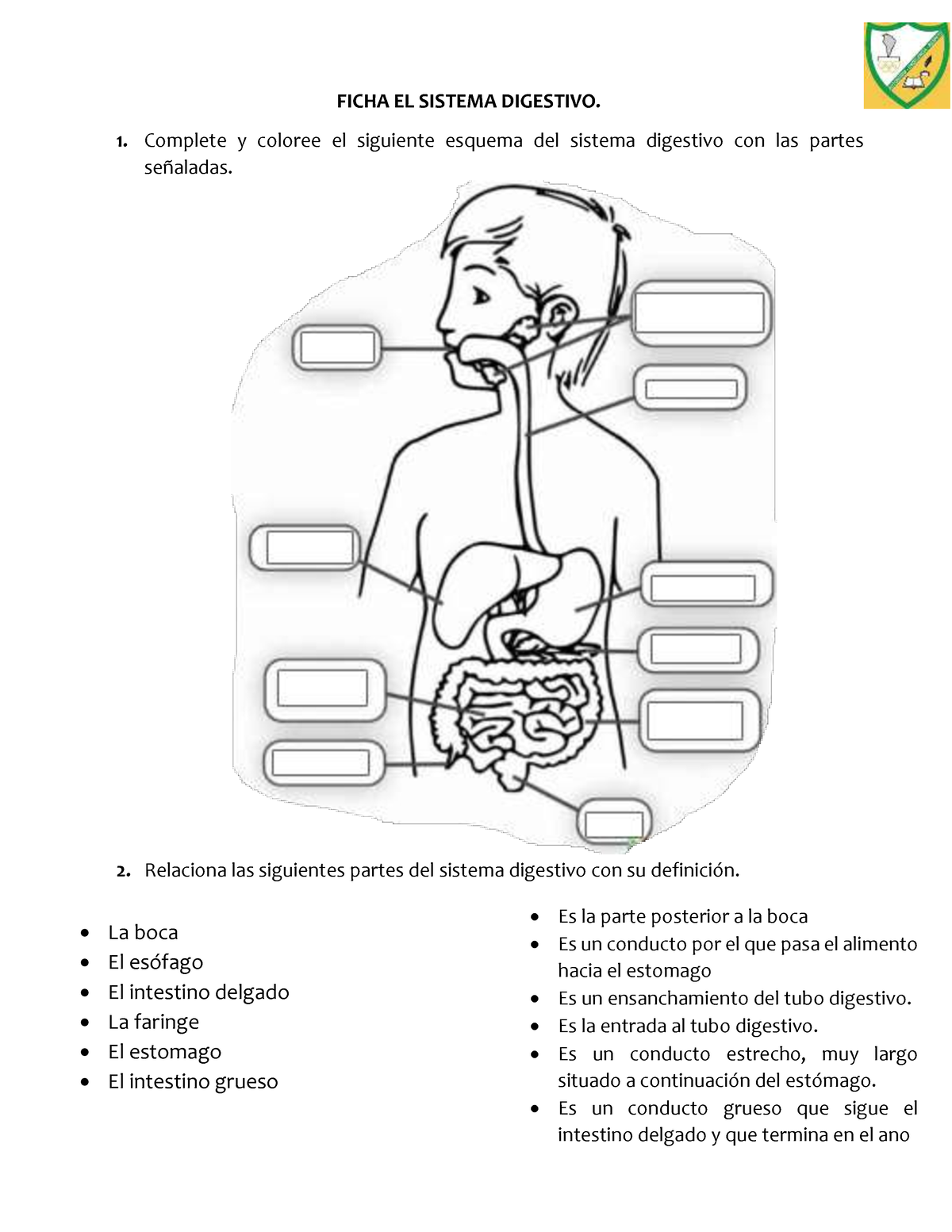 Ficha El Sistema Digestivo Ficha El Sistema Digestivo 1699