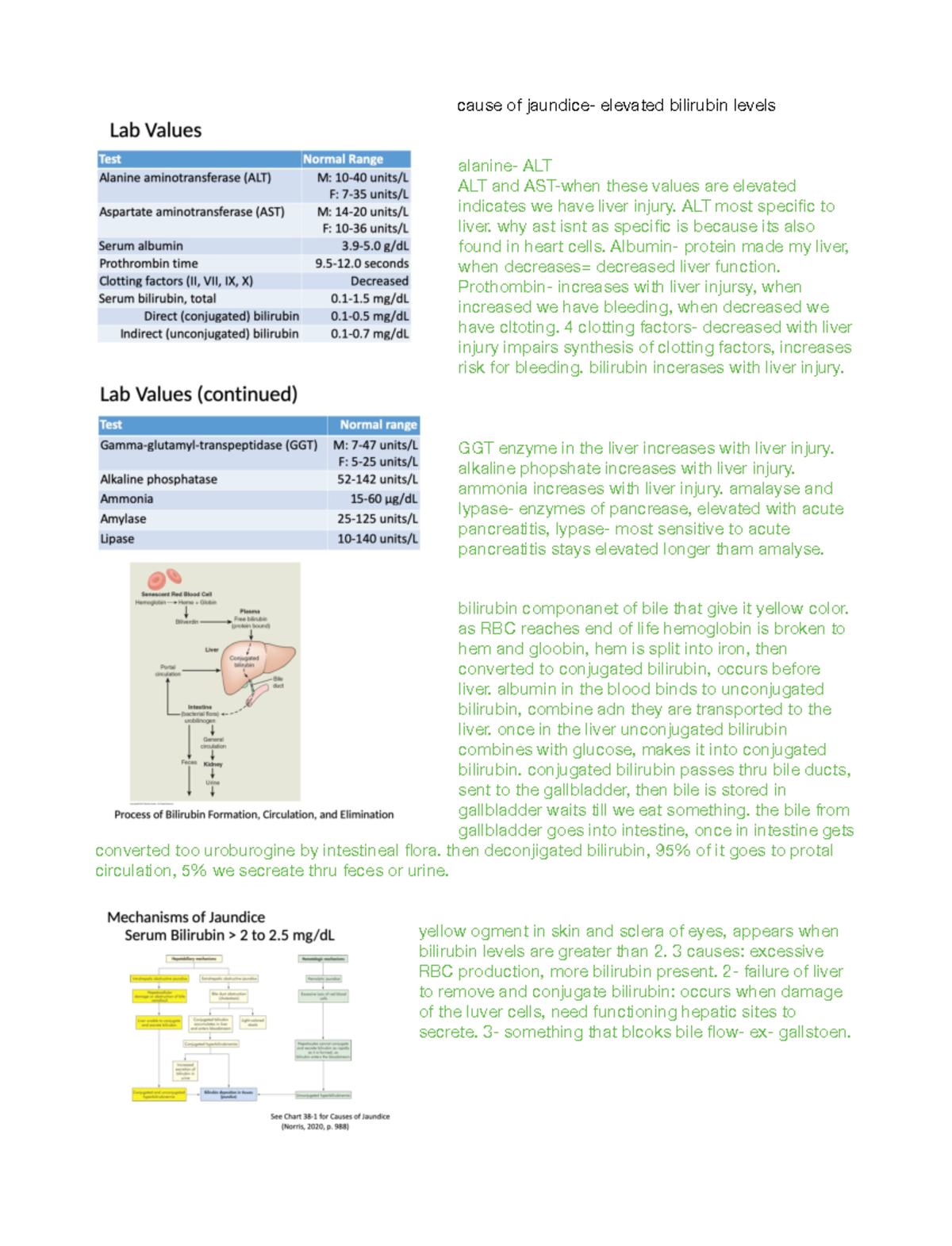 N Module Patho Notes Cause Of Jaundice Elevated Bilirubin