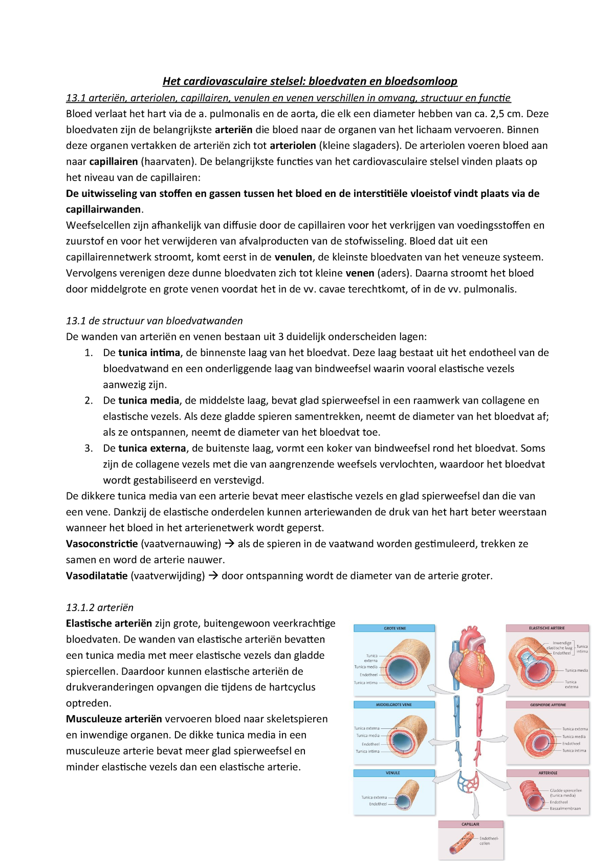 Samenvatting Over Het Hart Het Cardiovasculaire Stelsel - Bloedvaten En ...