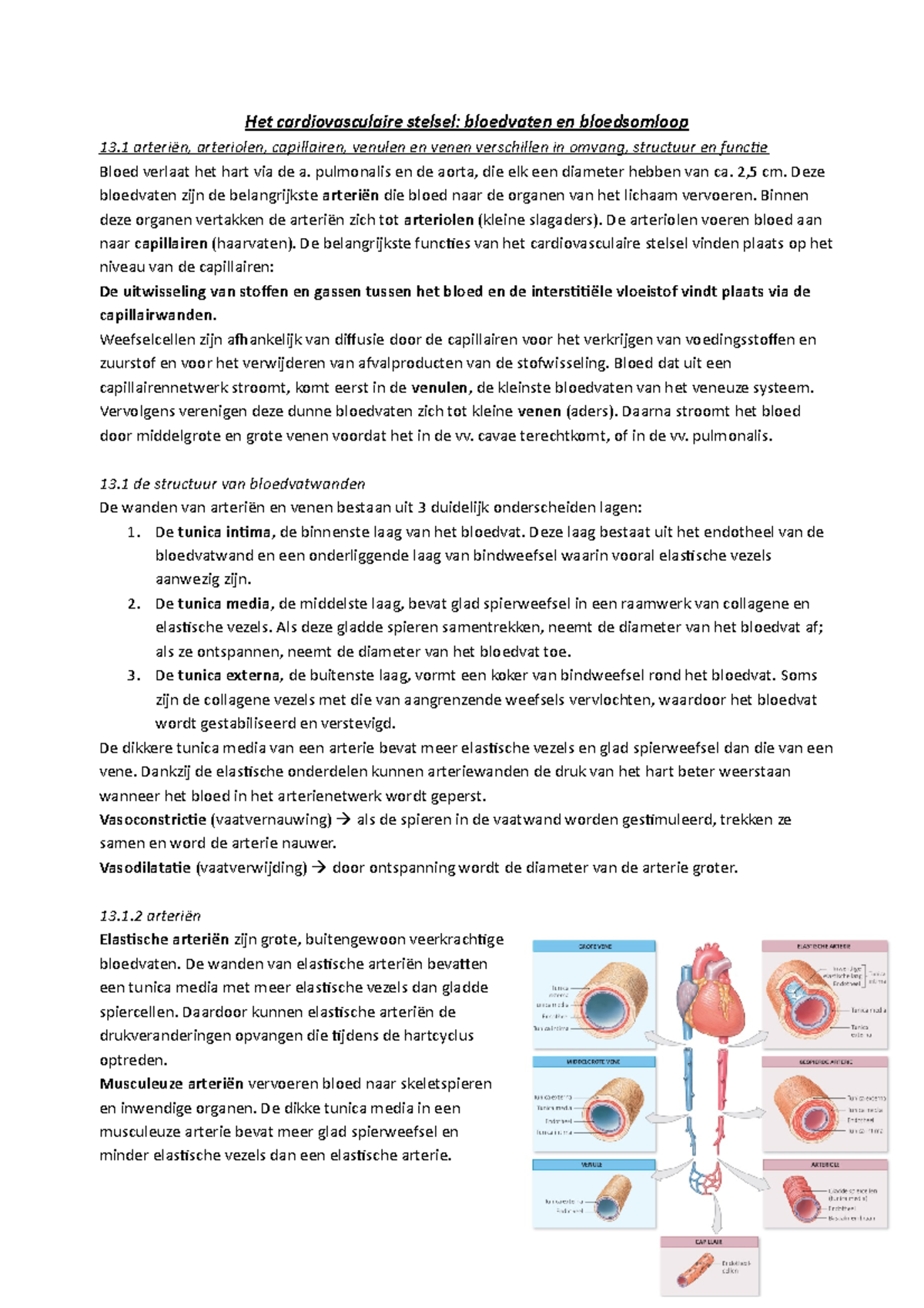 Samenvatting Over Het Hart Het Cardiovasculaire Stelsel - Bloedvaten En ...