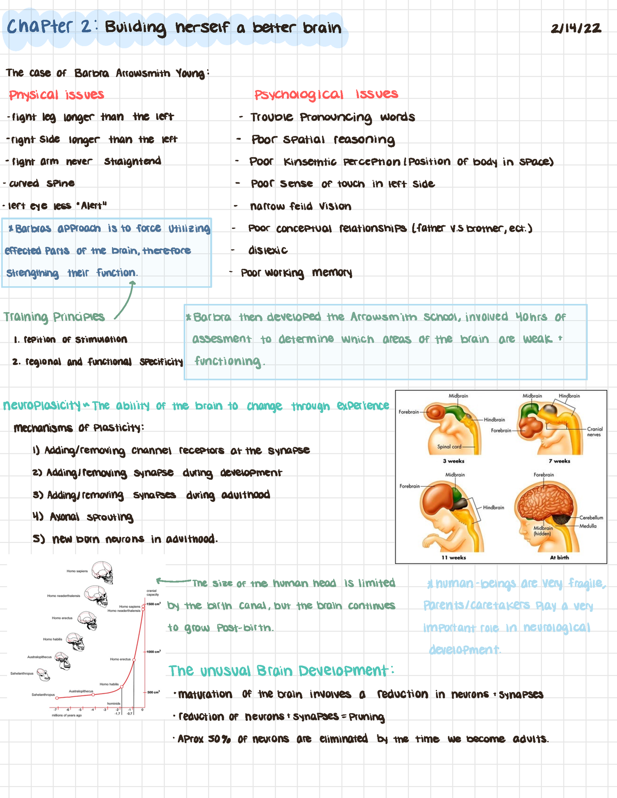 Fundamentals Of Neuroscience Exam 2 - Chapter 2: Building Herself A ...