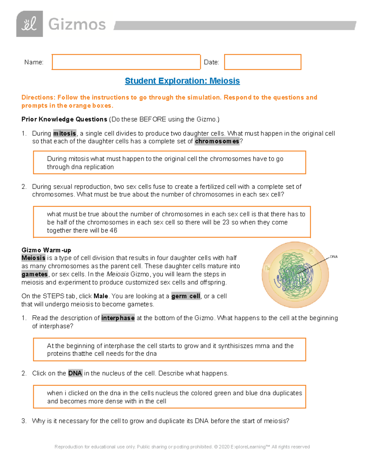 Meiosis Gizmo - Name: Date: Student Exploration: Meiosis Directions ...