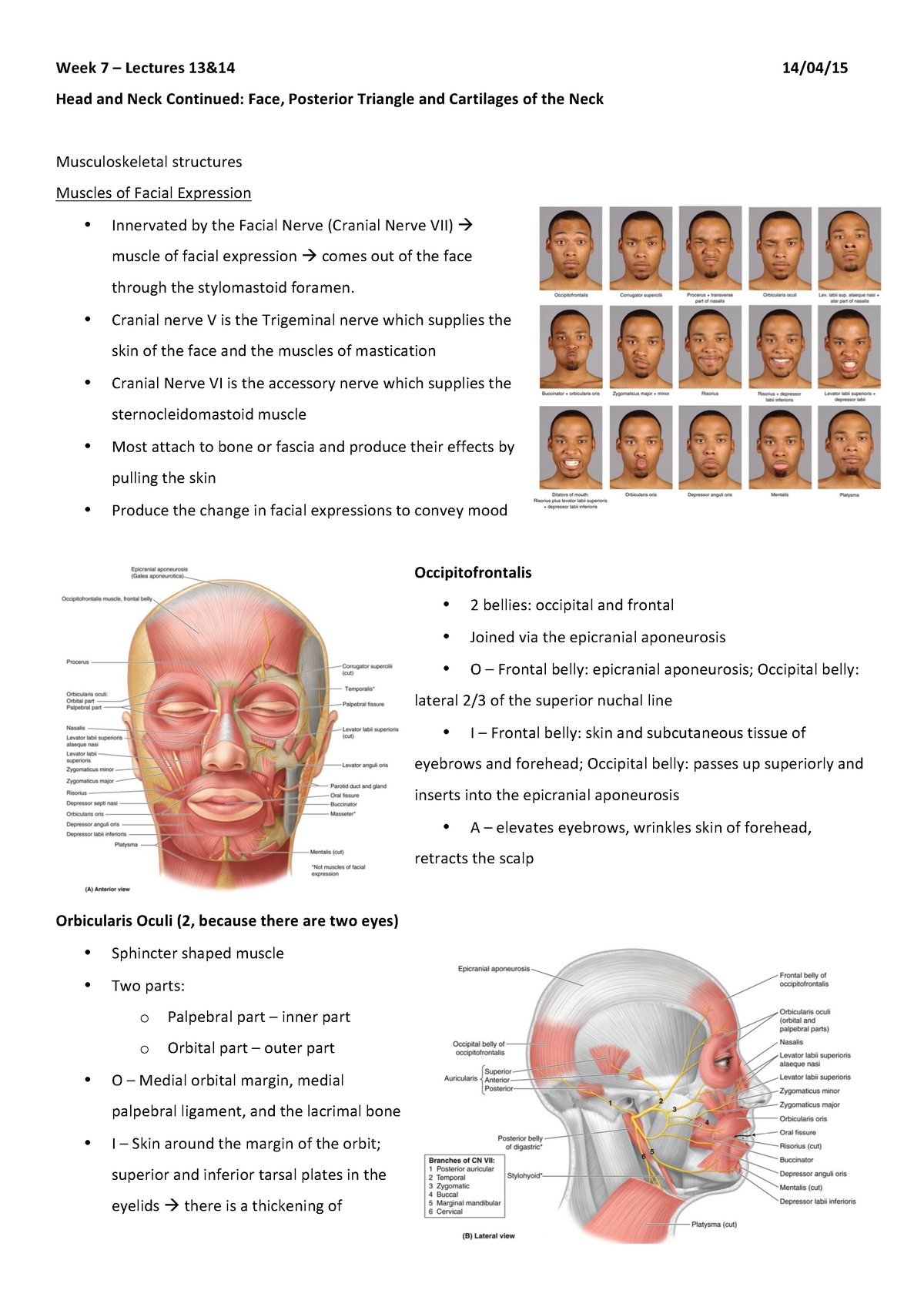 Yr 1 = Weeks 7-9 Anatomy 2nd Semester - Week 7 Lectures Head And Neck ...