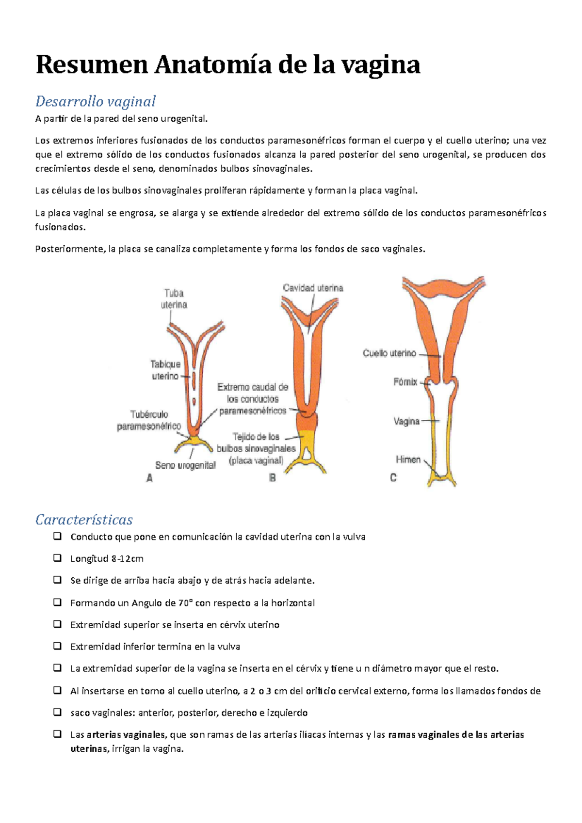 Resumen Anatom a De Los Genitales Internos Resumen Anatom a De La 