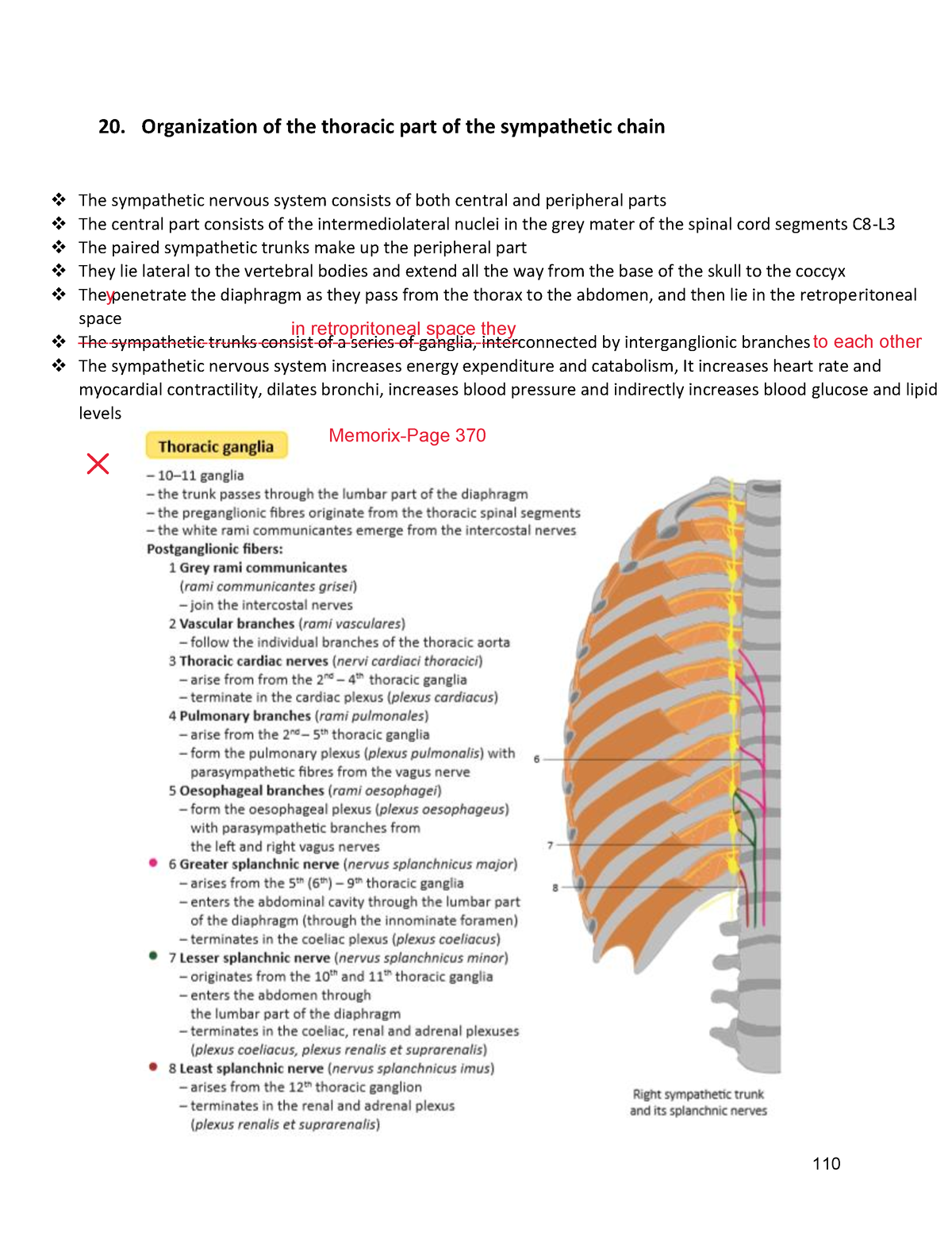 Organization Of The Thoracic Part Of The Sympathetic Chain 110 20 Organization Of The