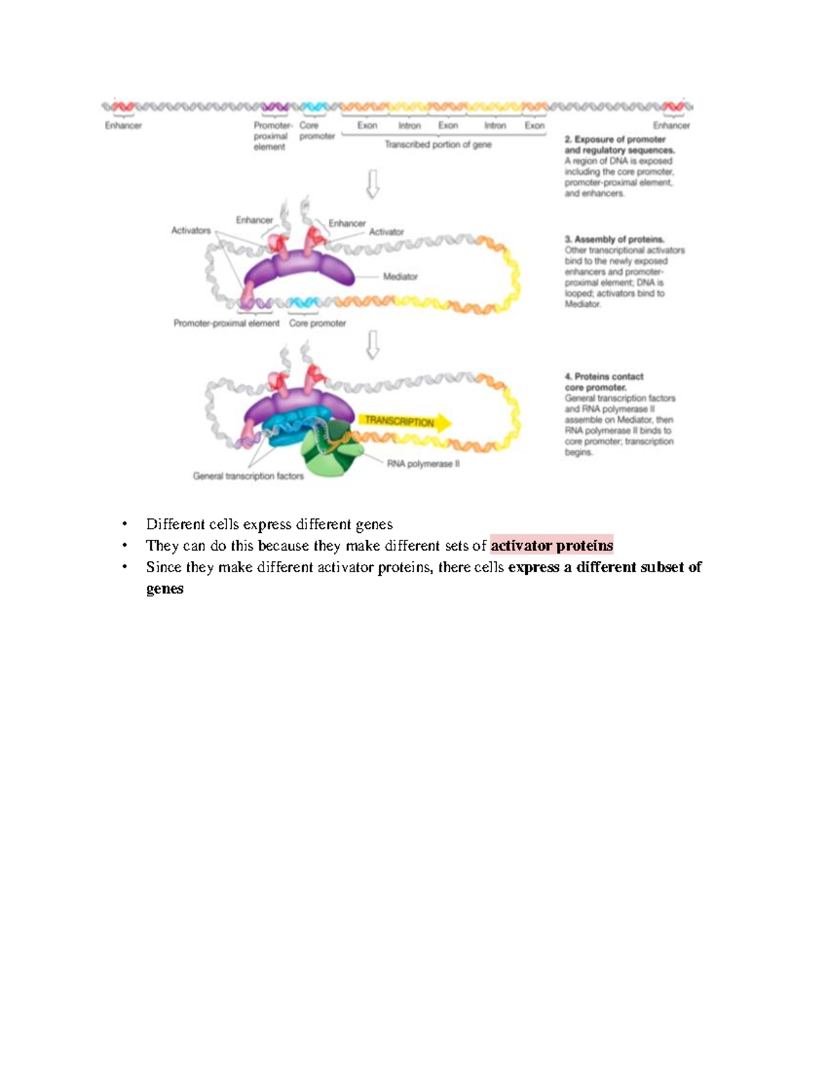 PART 3-Lec 9 March 12 - Different cells express different genes They ...