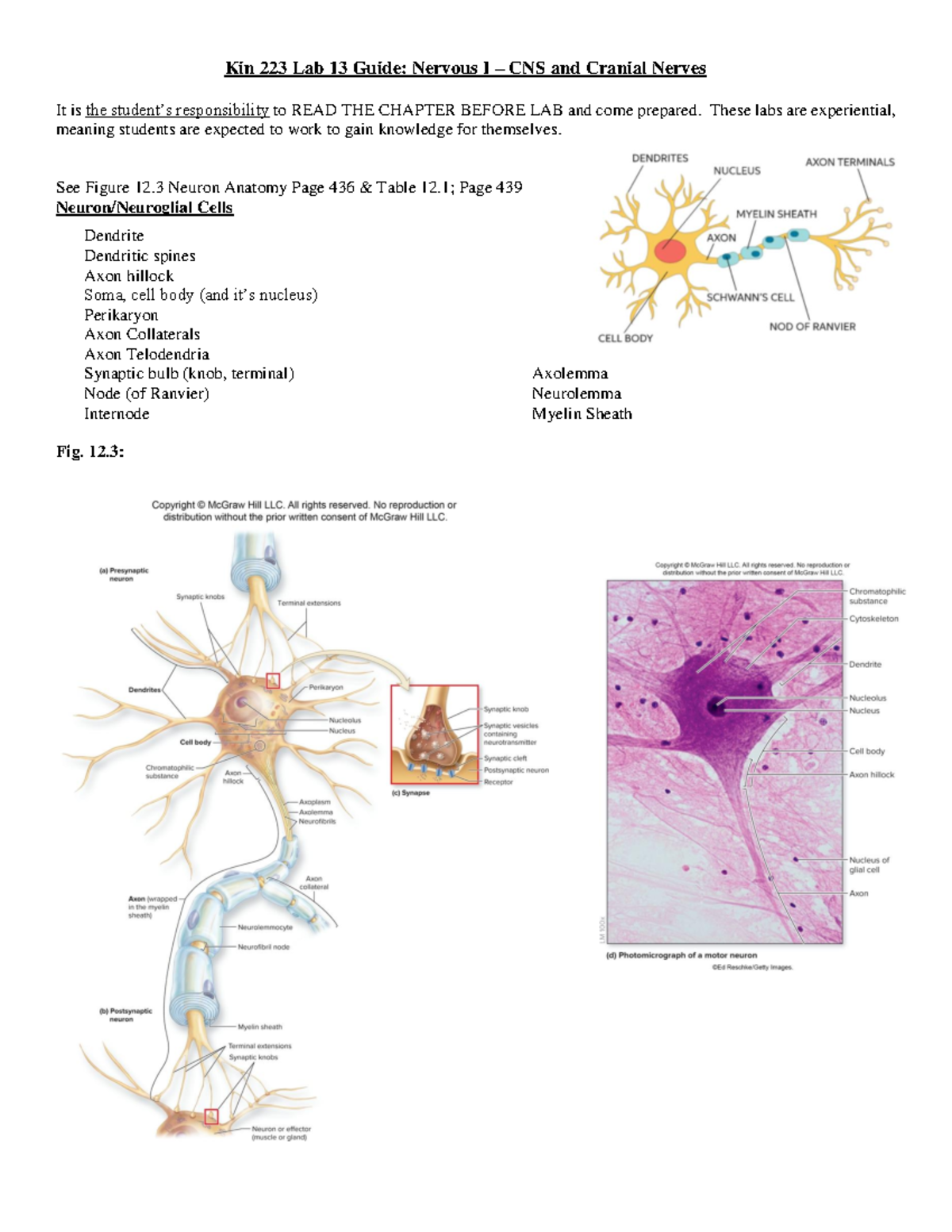 RIFs - Kin 223 Lab 13 Guide Nervous I CNS and Cranial Nerves - Kin 223 ...