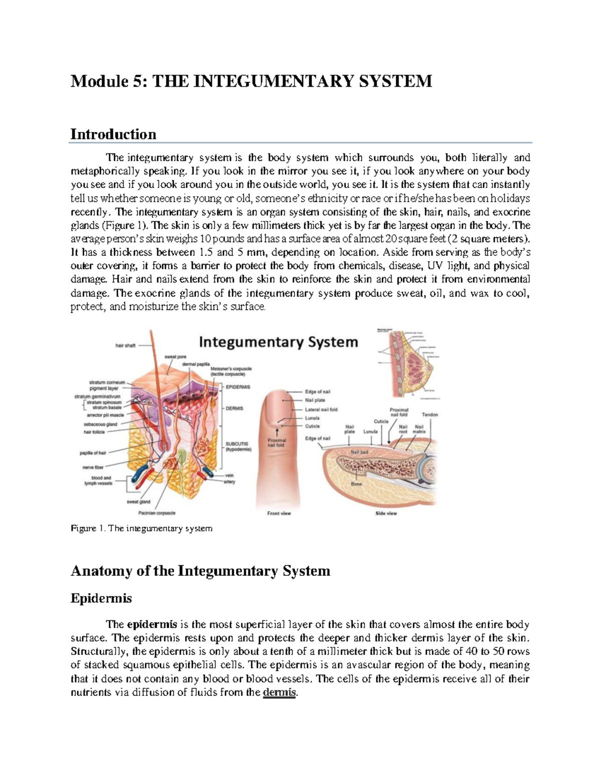 Module 5 - The Integumentary System - Module 5: THE INTEGUMENTARY ...