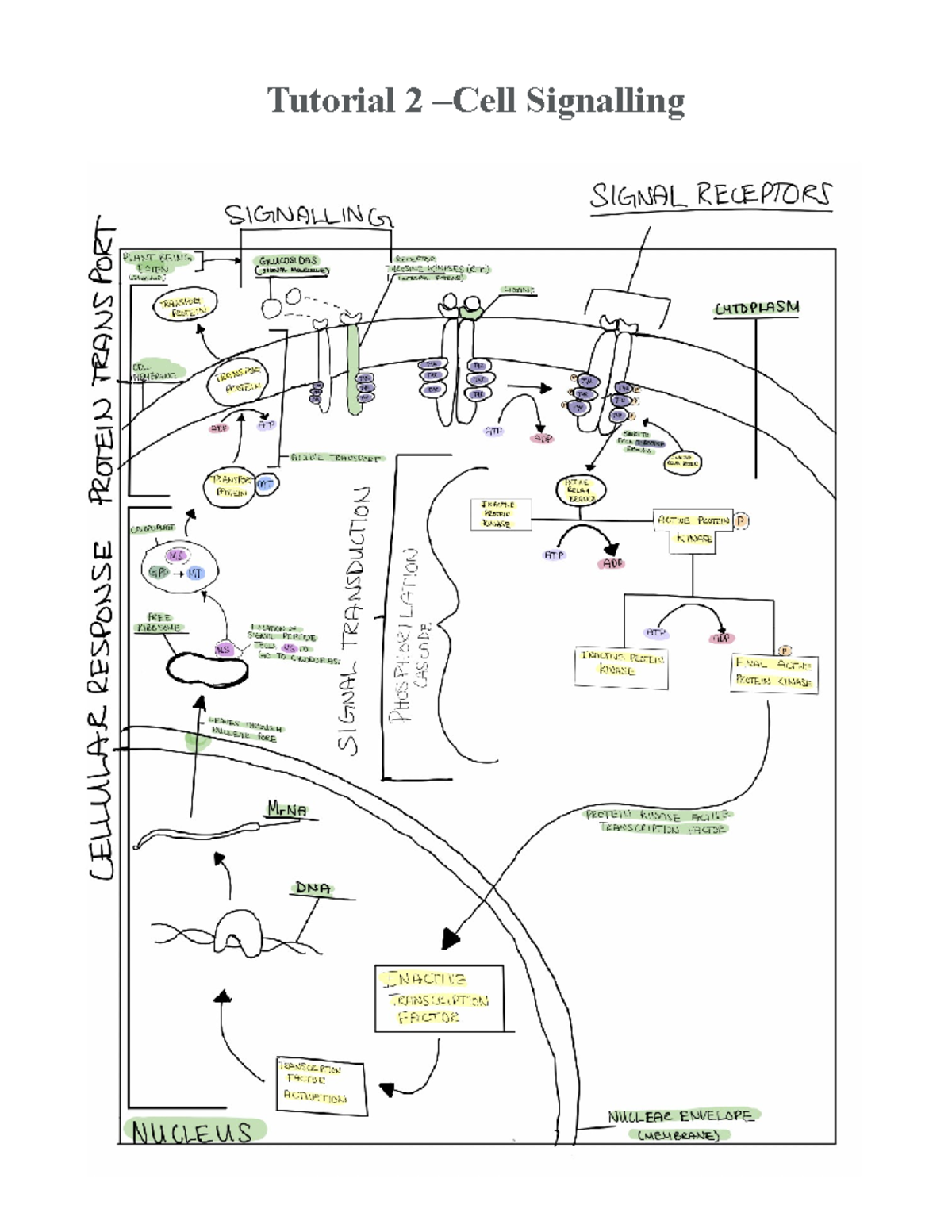 Builogy 102 Tutorial 2 Tutorial 2 Cell Signalling Question 1