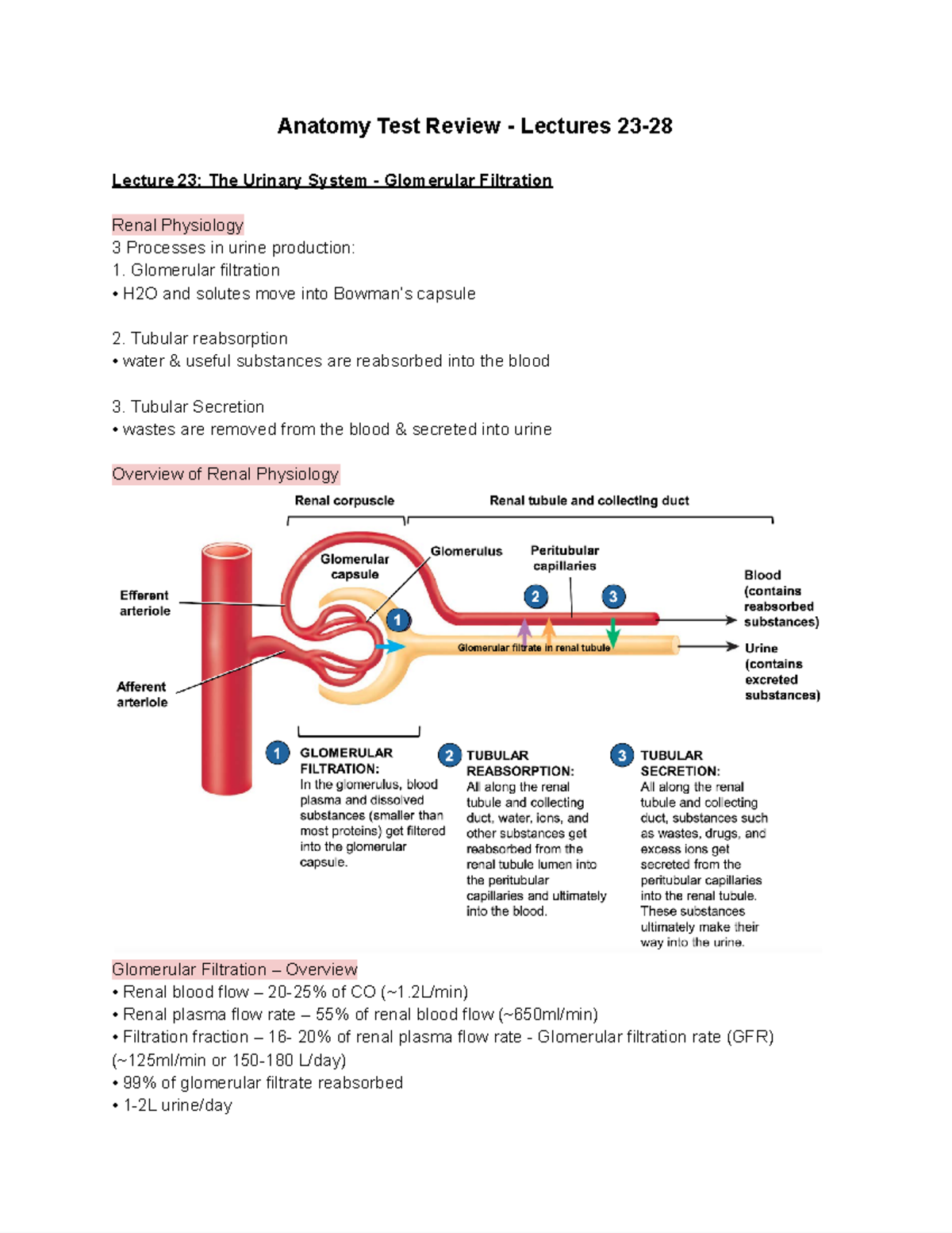 Anatomy Test Review - Lectures 23-28 - Google Docs - Anatomy Test ...