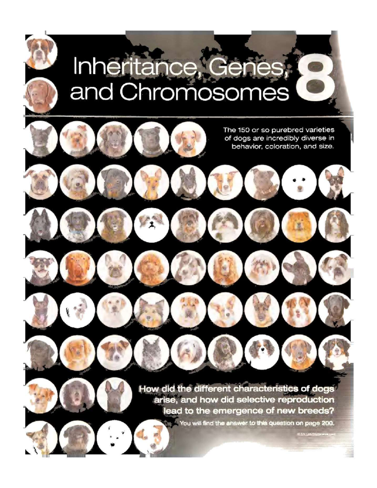 Principles OF LIFE 3RD Edition 8 AND 9 - Inheritance Genes and ...