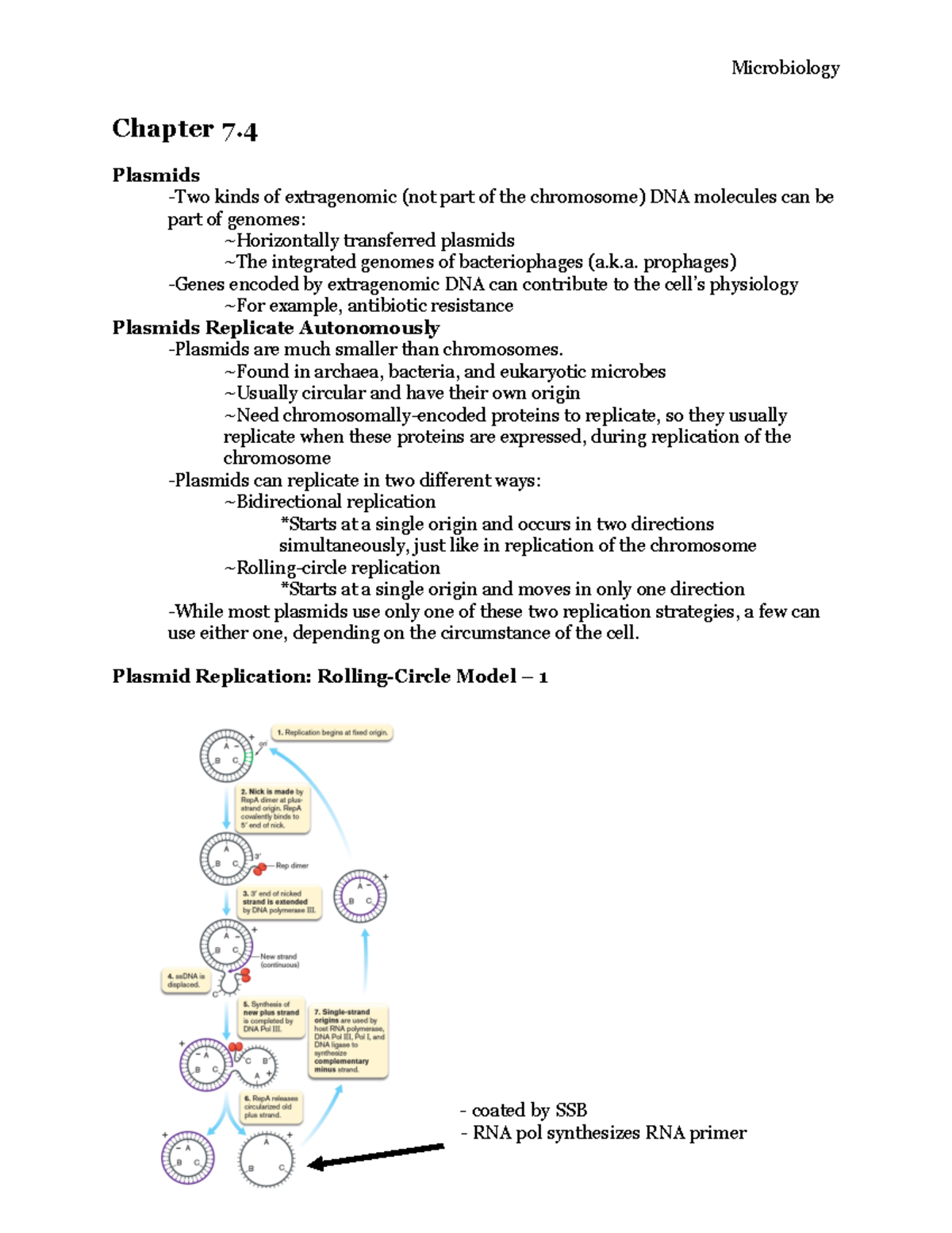 Micro 7.4 Outline - Microbiology Chapter 7. Plasmids -Two Kinds Of ...