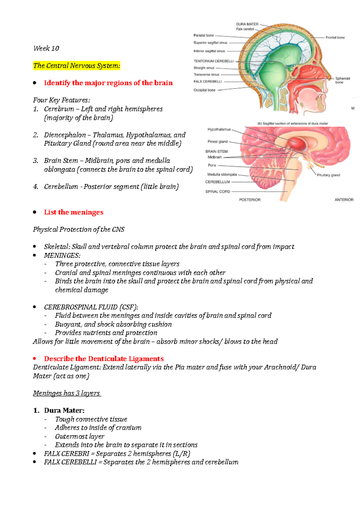 BMSC11001- WEEK 10 - Helpful week 10 notes - Week 10 The Central ...