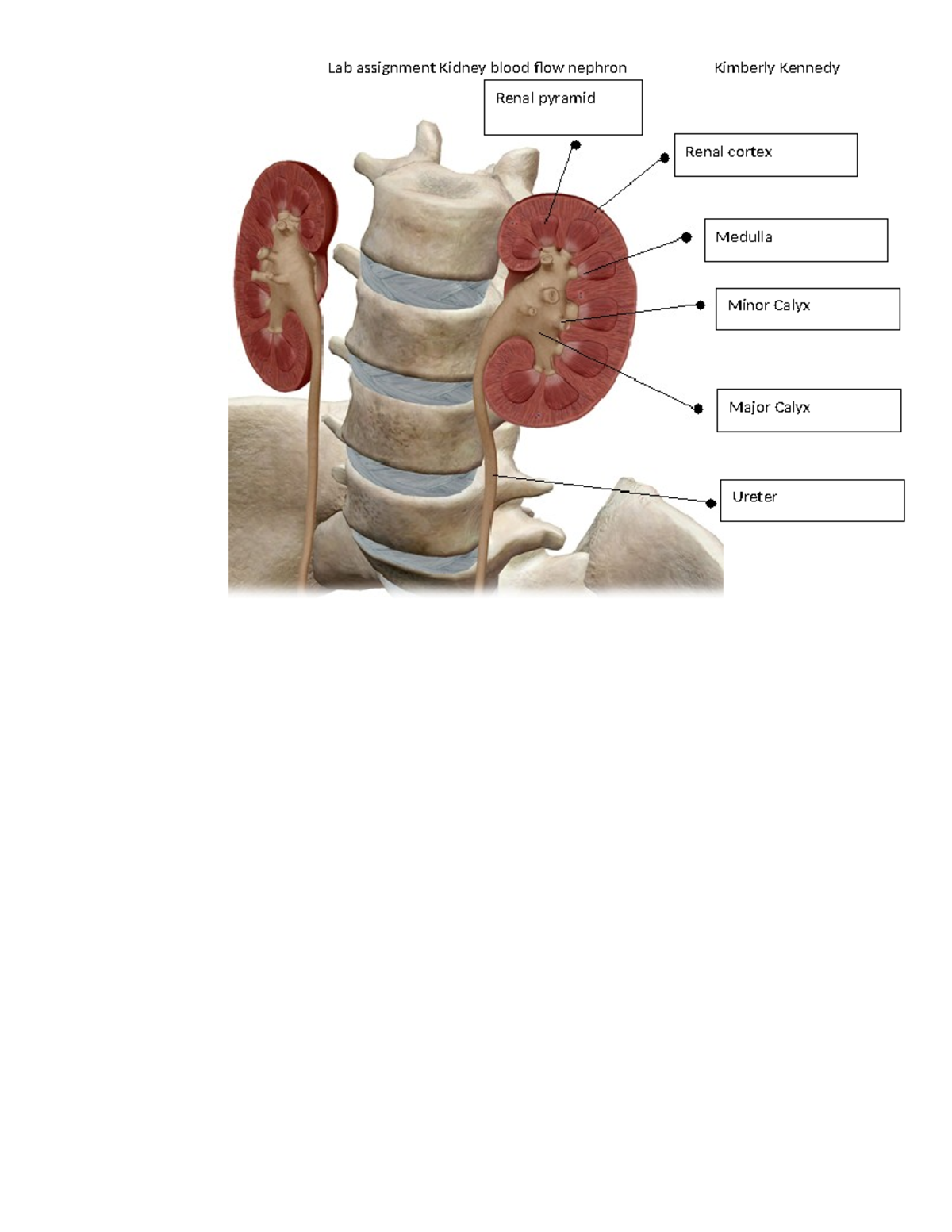 lab assignment urinary system