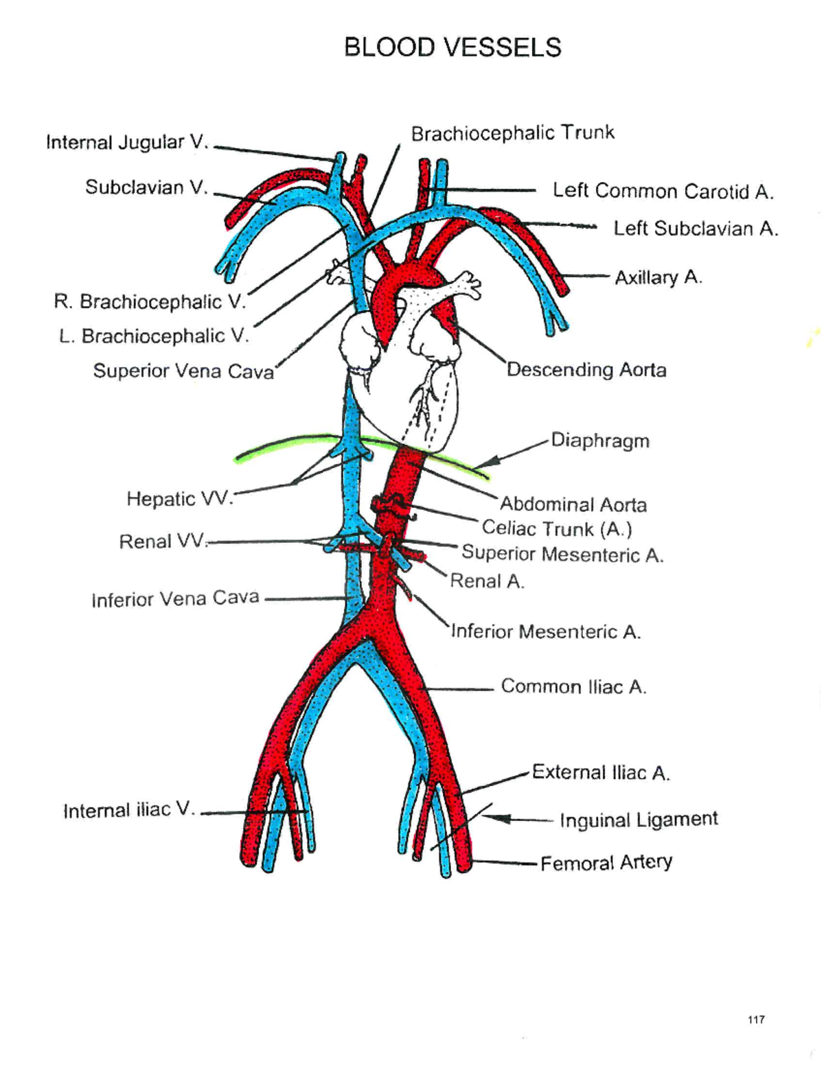 Blood Vessels color - BLOOD VESSELS Internal Jugular V. Brachiocephalic ...