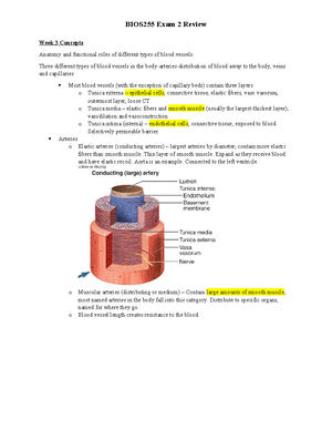 The Lymphatic System Worksheet - What is one way they are different ...