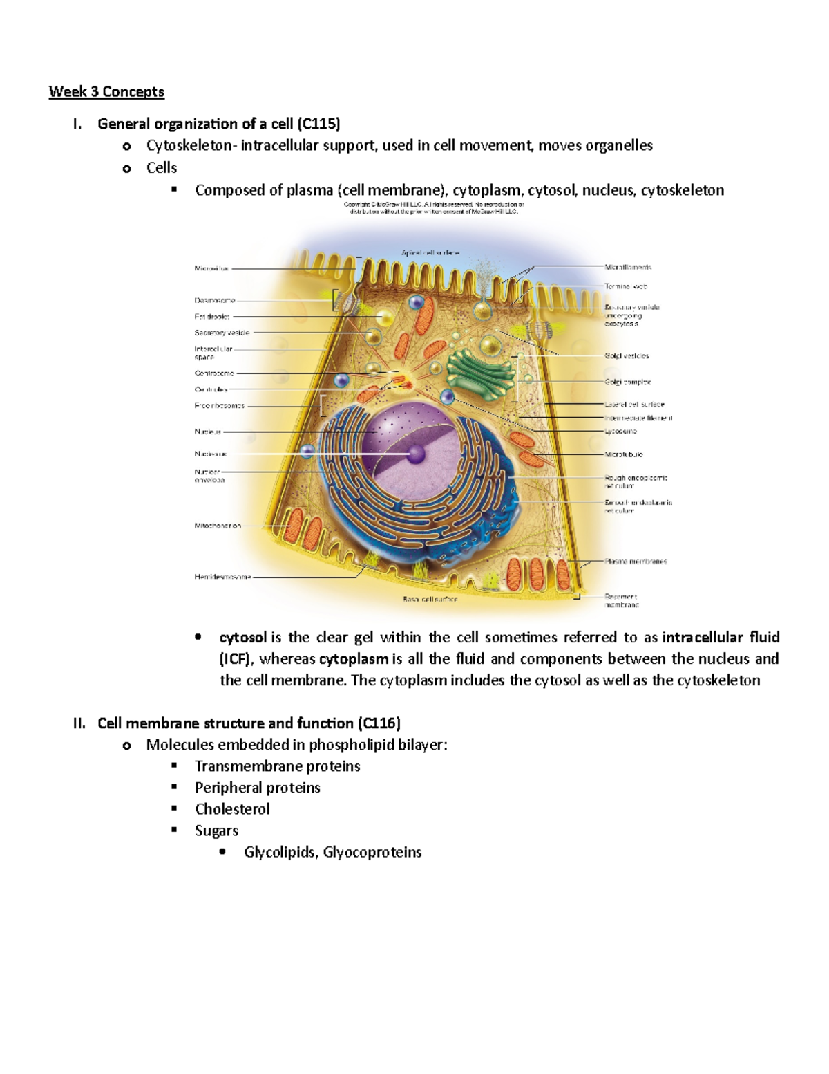 The Cytoskeleton Quizlet - un9tm8k