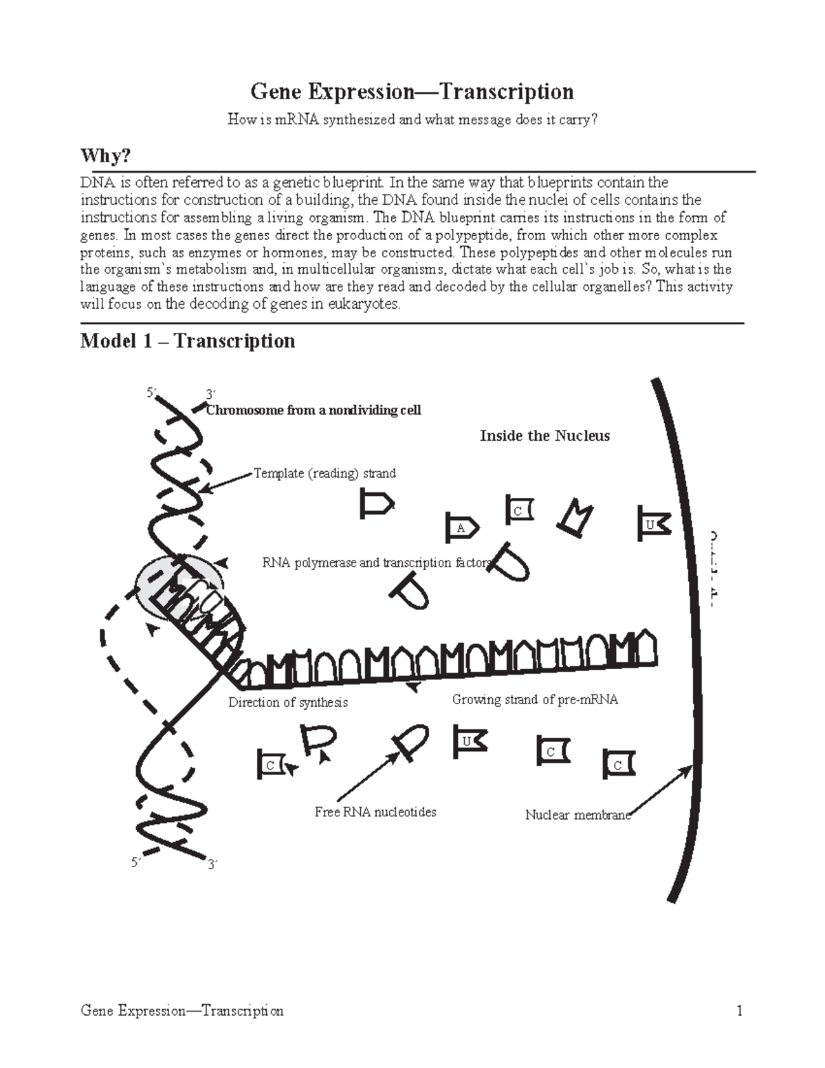 Transcription worksheet - Part 1.docx - Gene Expression—Transcription 1 ...