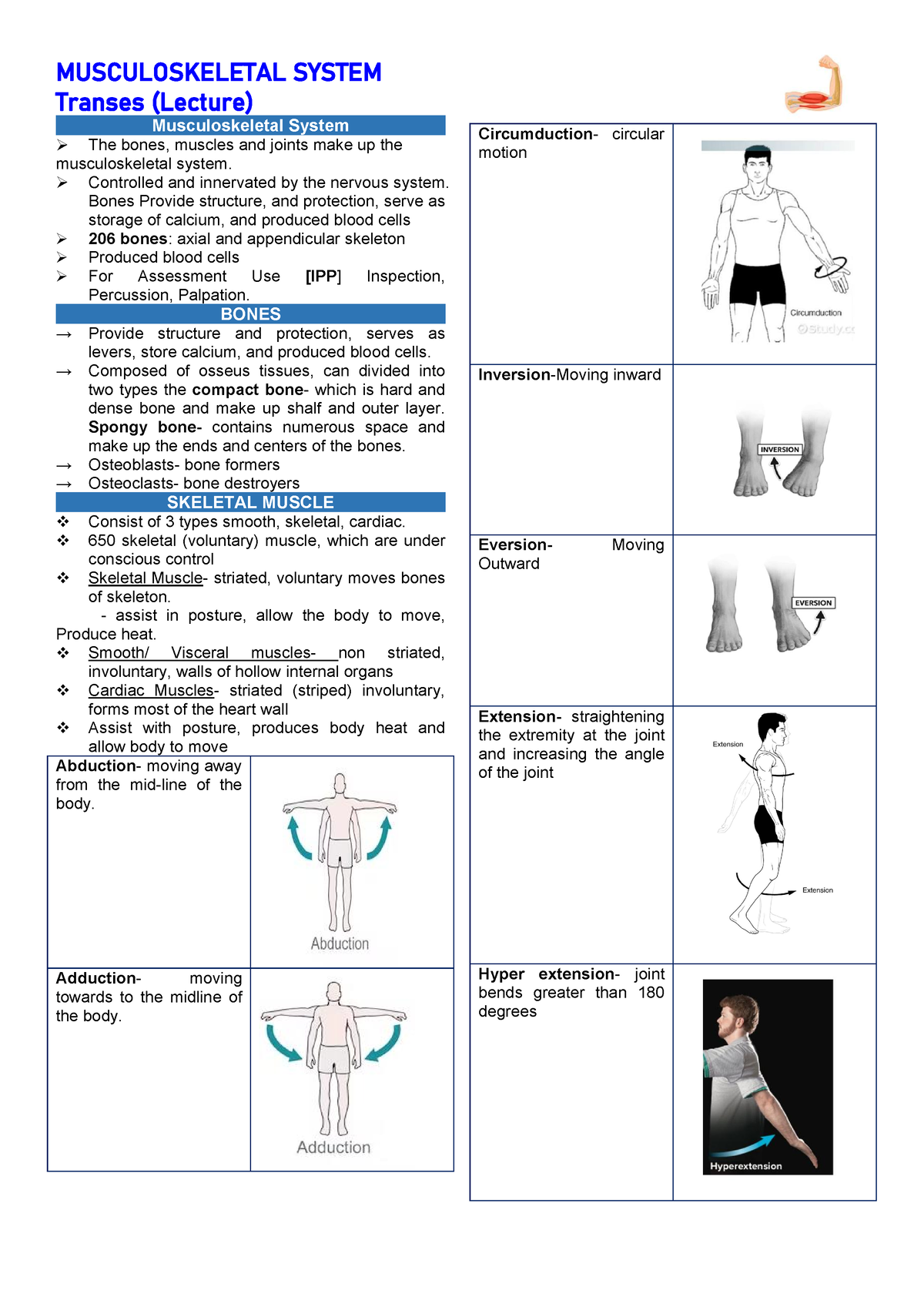 Musculo - Muscular Skeletal system, anatomical position ...