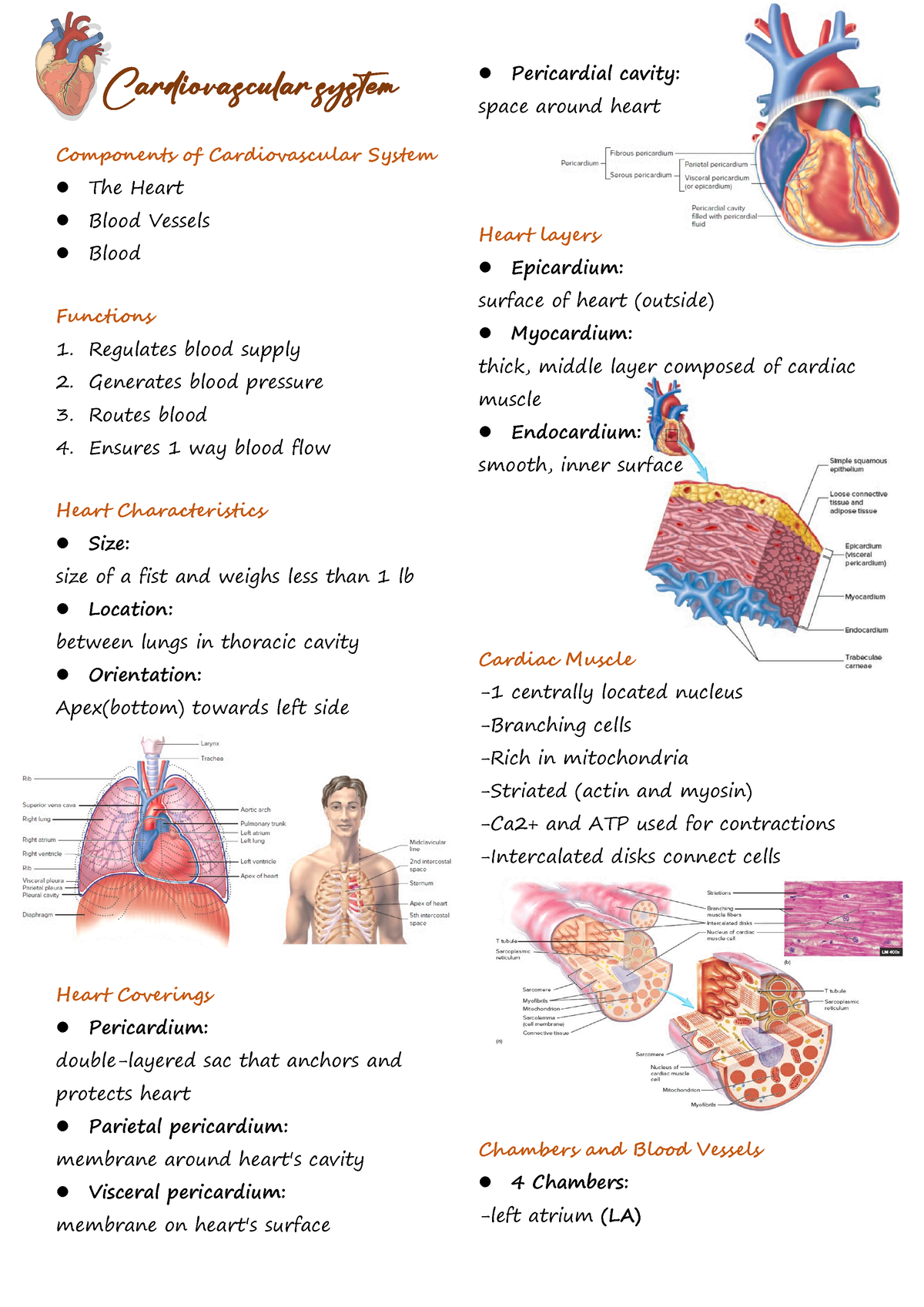 Cardiovascular system - Cardiovascular system Components of ...