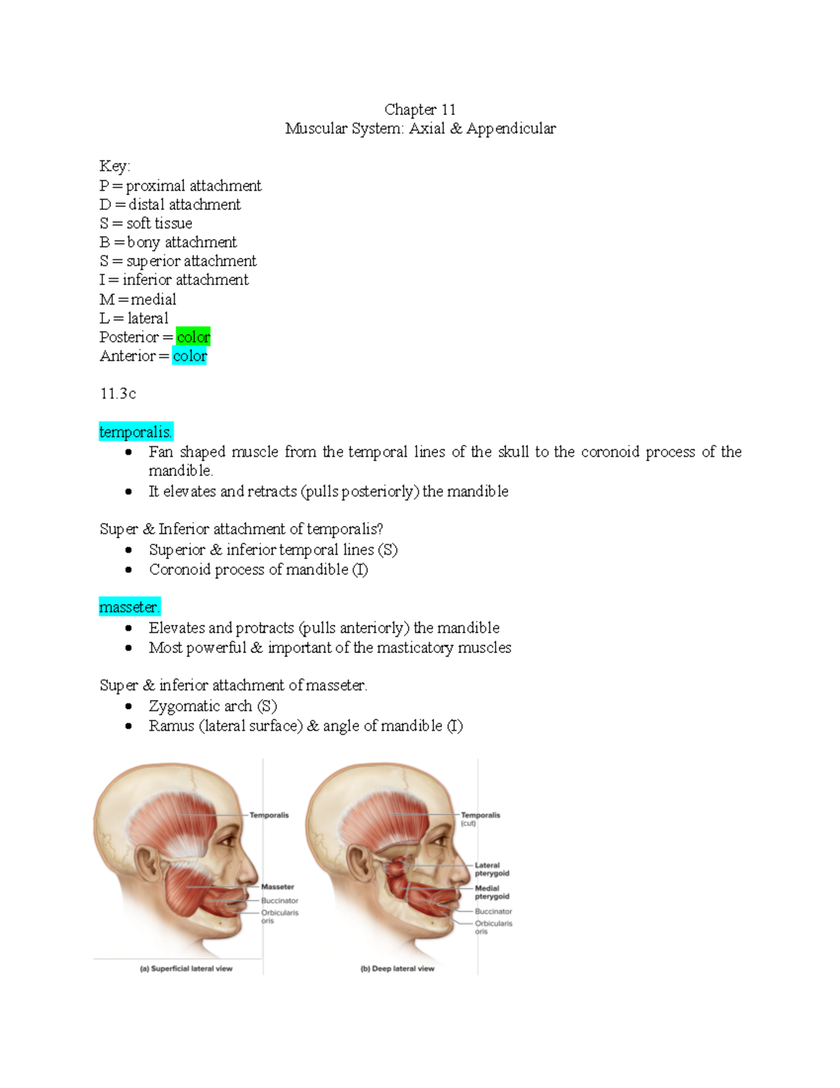 Muscular System Ch. 11.3-11.6 - Chapter 11 Muscular System: Axial ...