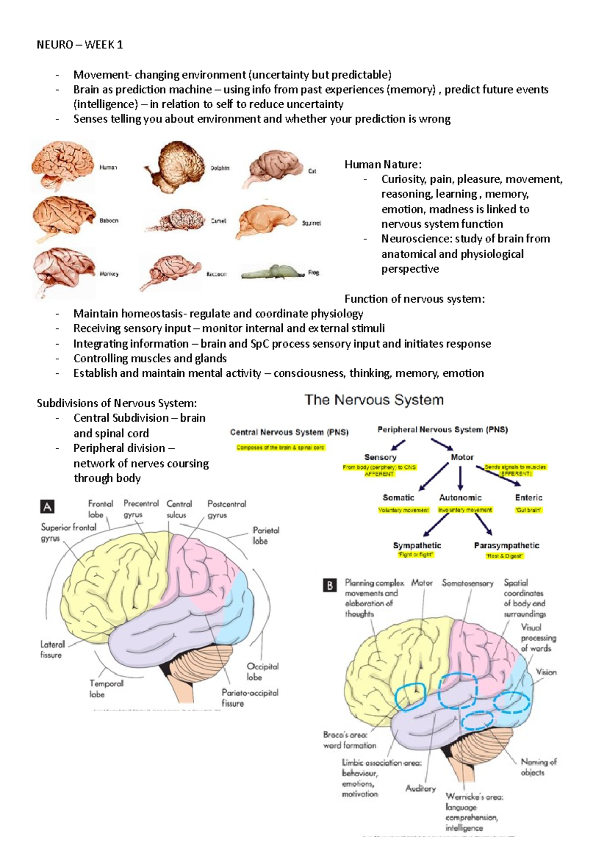 Neuro Notes - NEURO – WEEK 1 Movement- changing environment ...