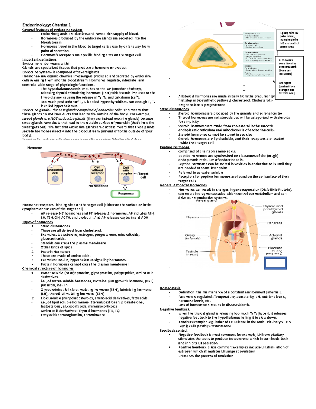 Endocrinology: Chapters 1,2,3 - GSBN 304 - Studocu