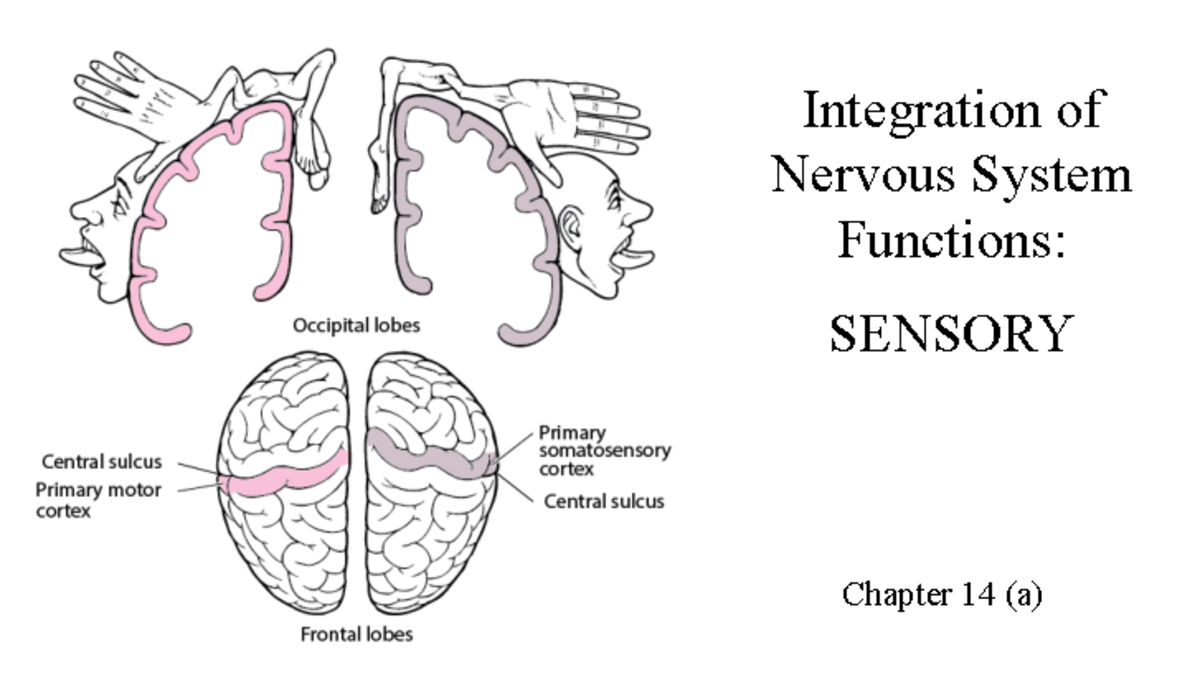6 ch14a integrationsensory Integration of Nervous System Functions