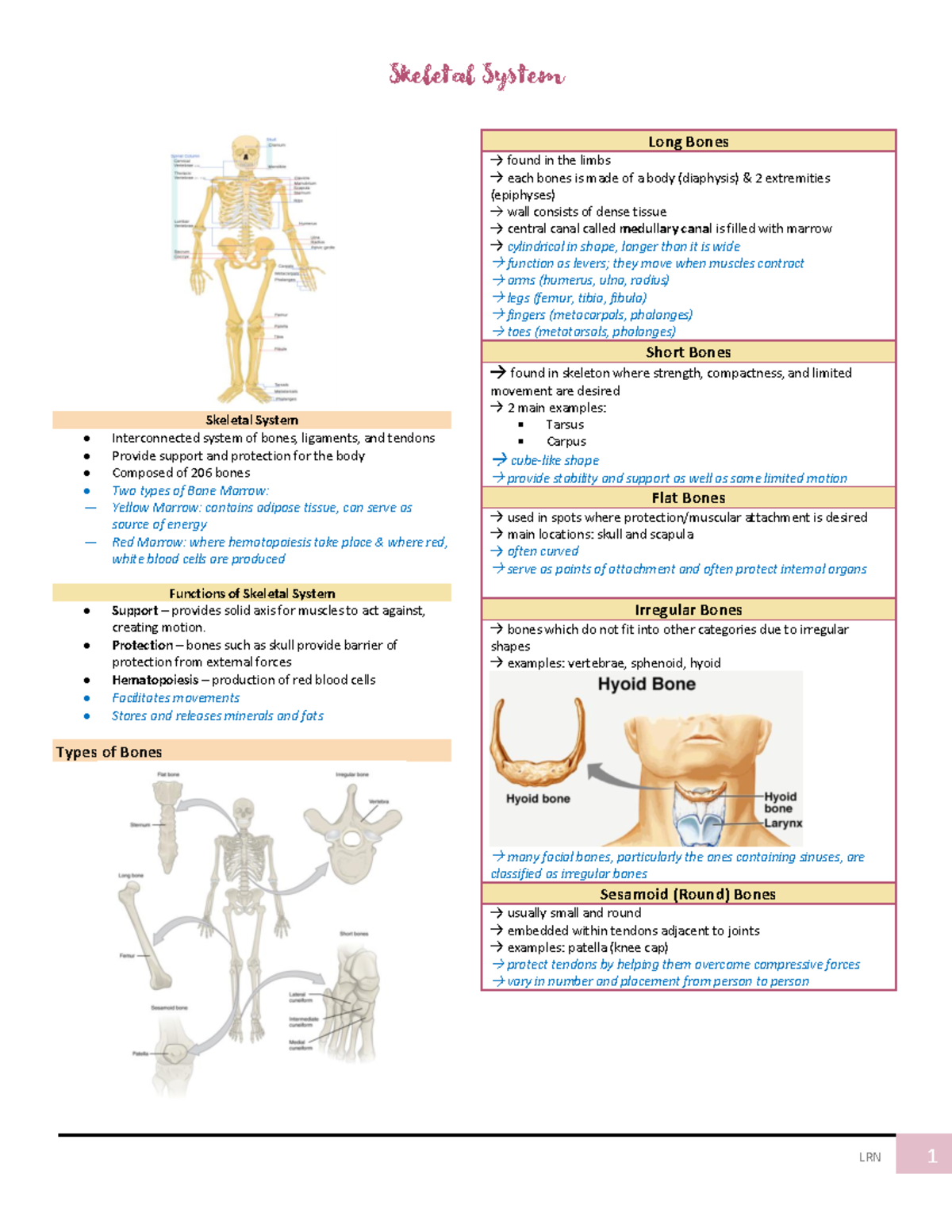 4M Skeletal System - Transcribed notes from powerpoint presentation and ...