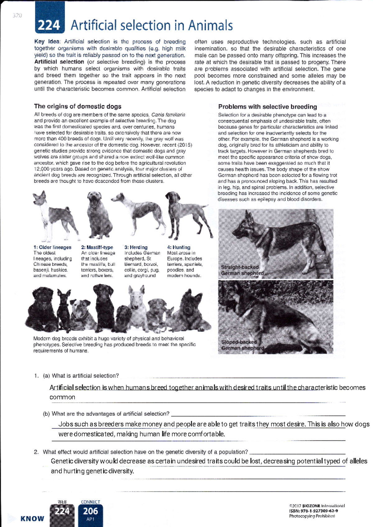 Artificial selection worksheet. - Artificial selection Key ldea ...