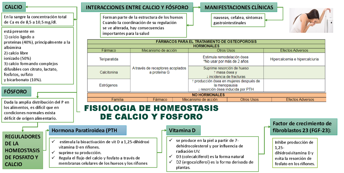 Fisiologia De Homeostasis De Calcio Y Fosforo Convertido Fisiologia De Homeostasis De Calcio Y 3688