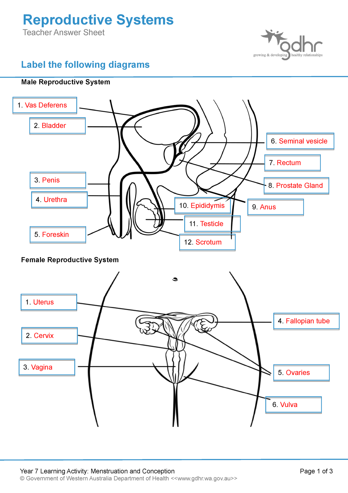 2 1 1 Reproductive Systems Teacher Answer Sheet Label The Following 