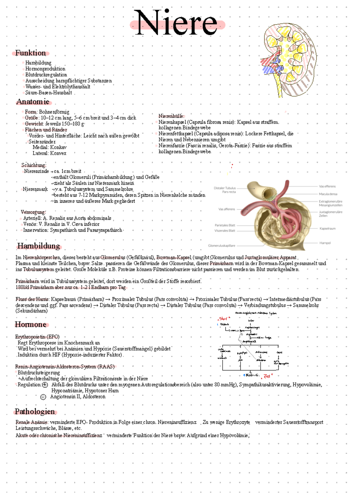 Niere - Niere Funktion Anatomie Pathologien Hormone Harnbildung ...