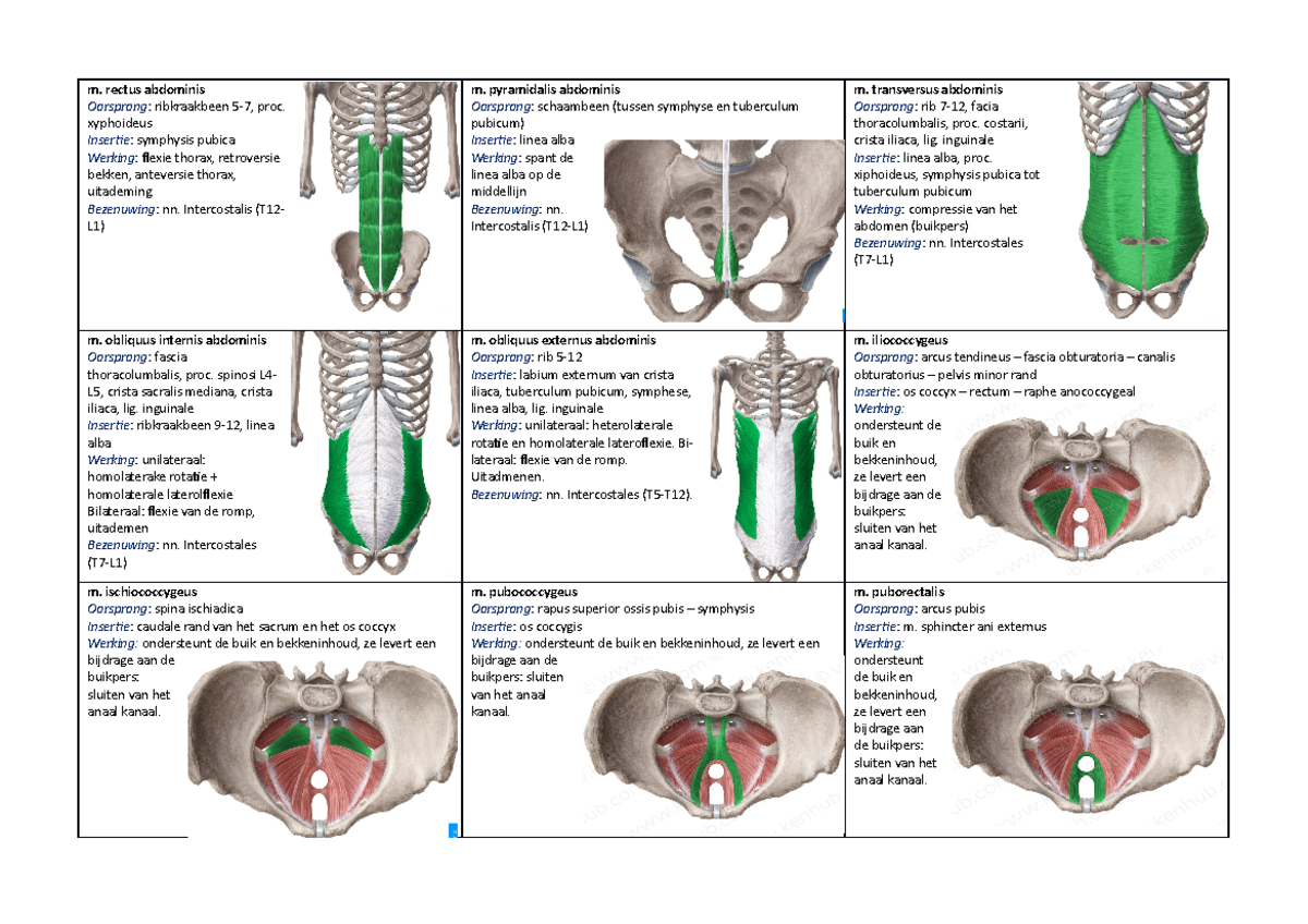 Alle te kennen spieren - kaartjes vorm - m. rectus abdominis Oorsprong ...