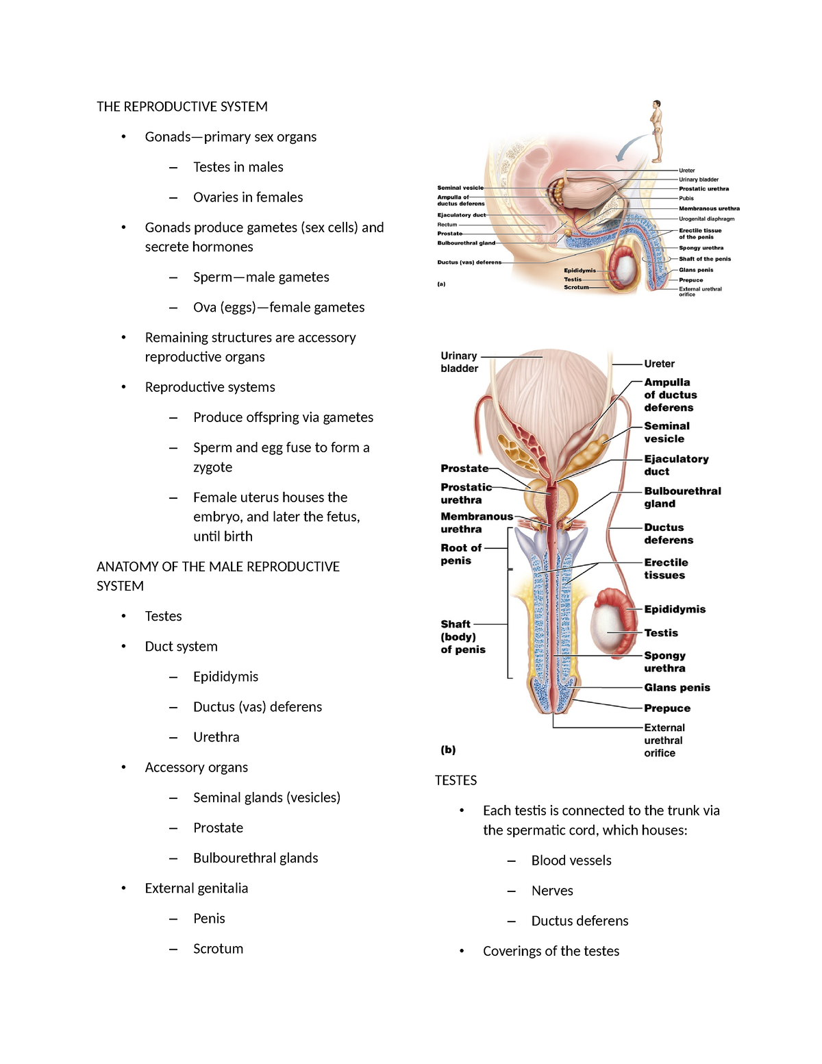 THE- Reproductive- Systemnotes - THE REPRODUCTIVE SYSTEM Gonads—primary ...