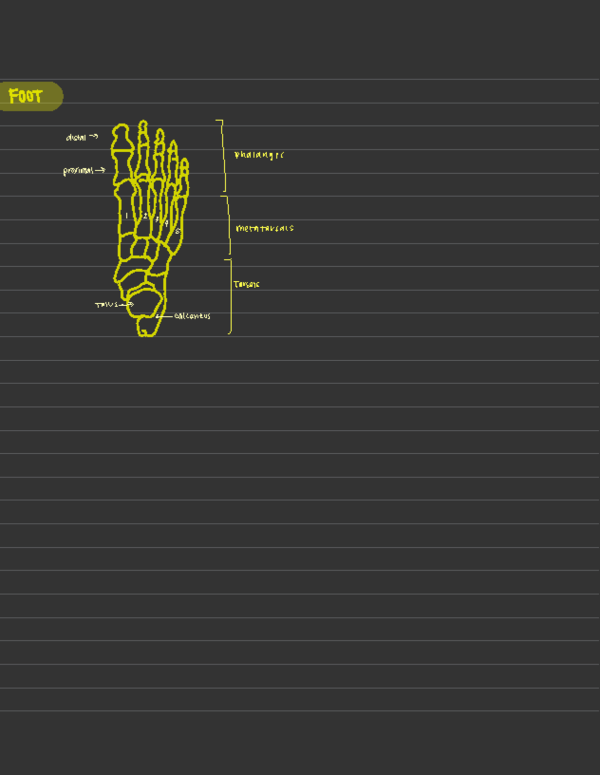 Foot Skeleton Diagram - 10217 - FOOT distal phalanges proximal 2 ...