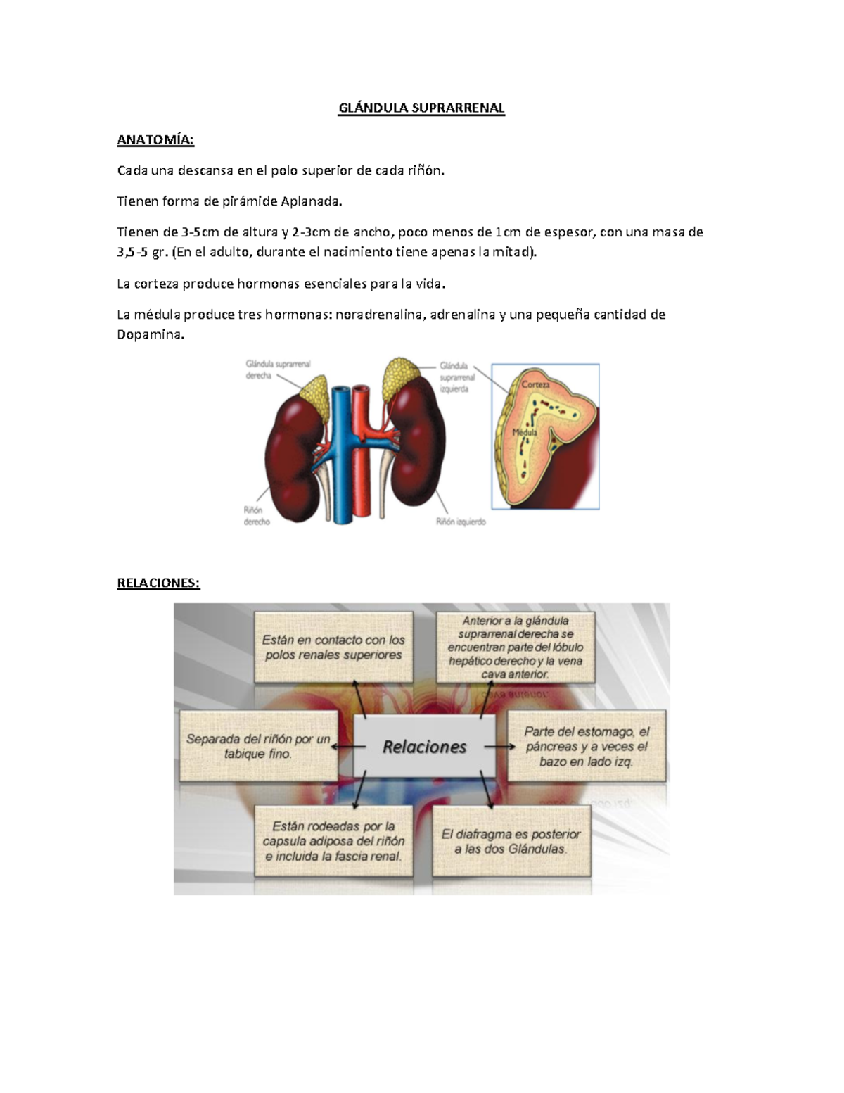 Glándula Suprarrenal GlÁndula Suprarrenal AnatomÍa Cada Una Descansa En El Polo Superior De 3087