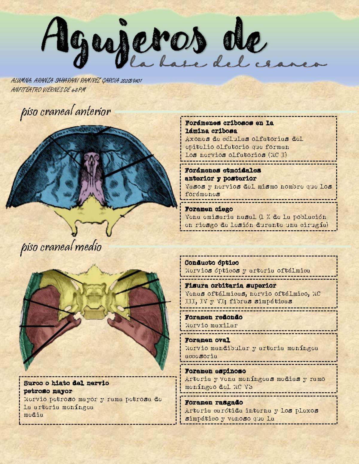 embriología del foramen ciego