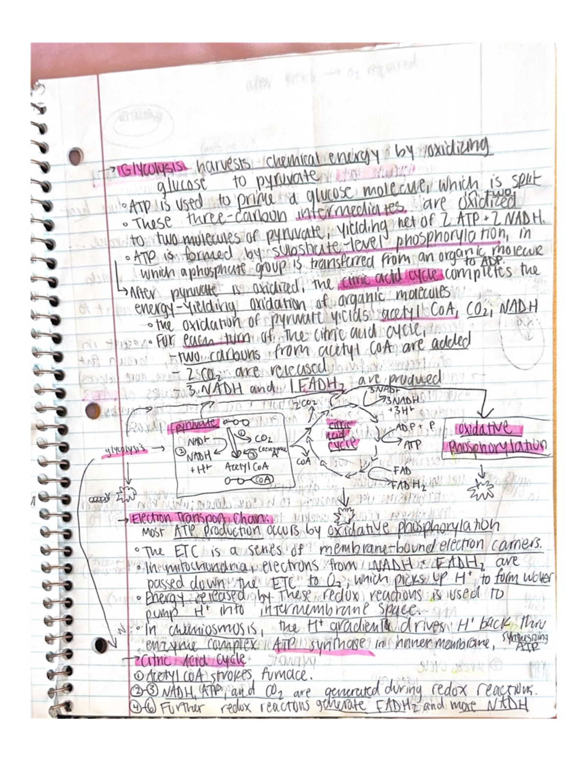 Reading and Lecture Notes for Chapters 4-6 - BIOL 1012 - Studocu