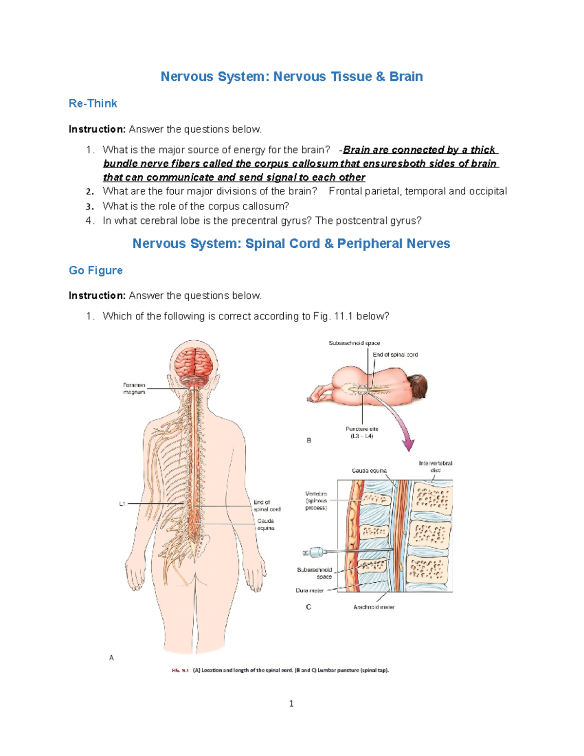 week 3 assignment nervous system and the sense