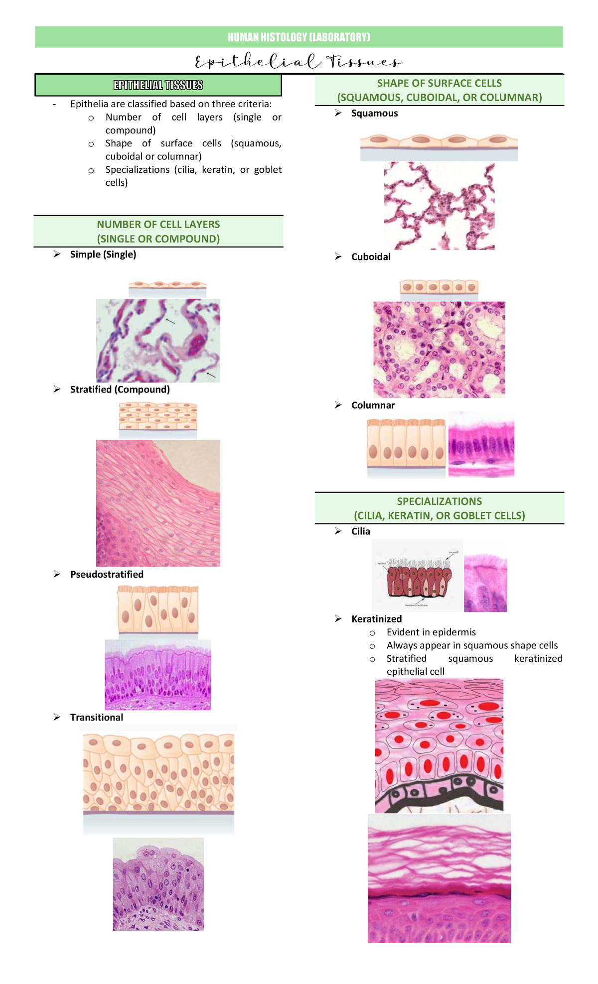 Combinepdf (10) - ASDGRHTR - Epithelia are classified based on three ...