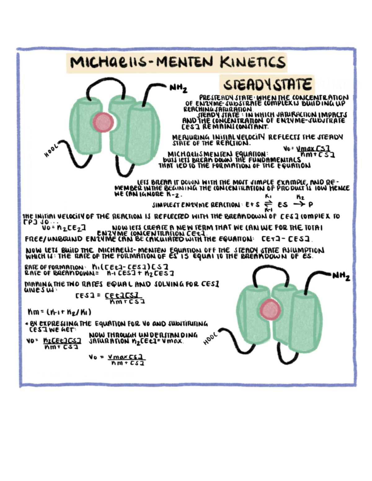 Michaelis-Menten Equation - BIOL 1403 - Studocu