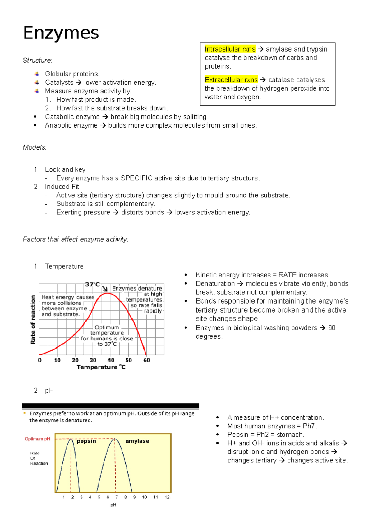 A Level Biology - Enzymes Notes - Enzymes Structure: Globular Proteins ...