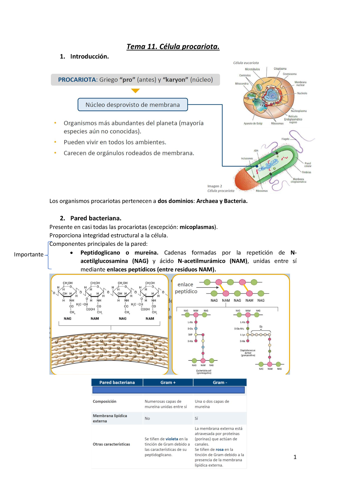 Tema 11 Célula Procariota Tema 11 CÈlula Procariota 1