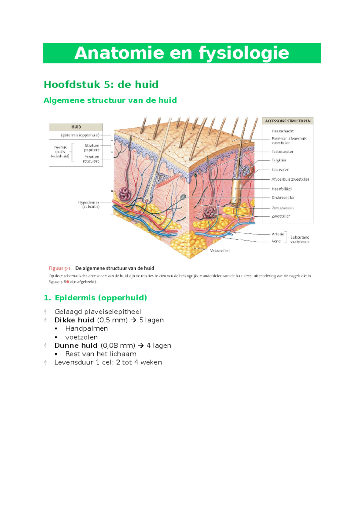 AF HFST 5 De Huid Samenvatting - Anatomie En Fysiologie Hoofdstuk 5: De ...