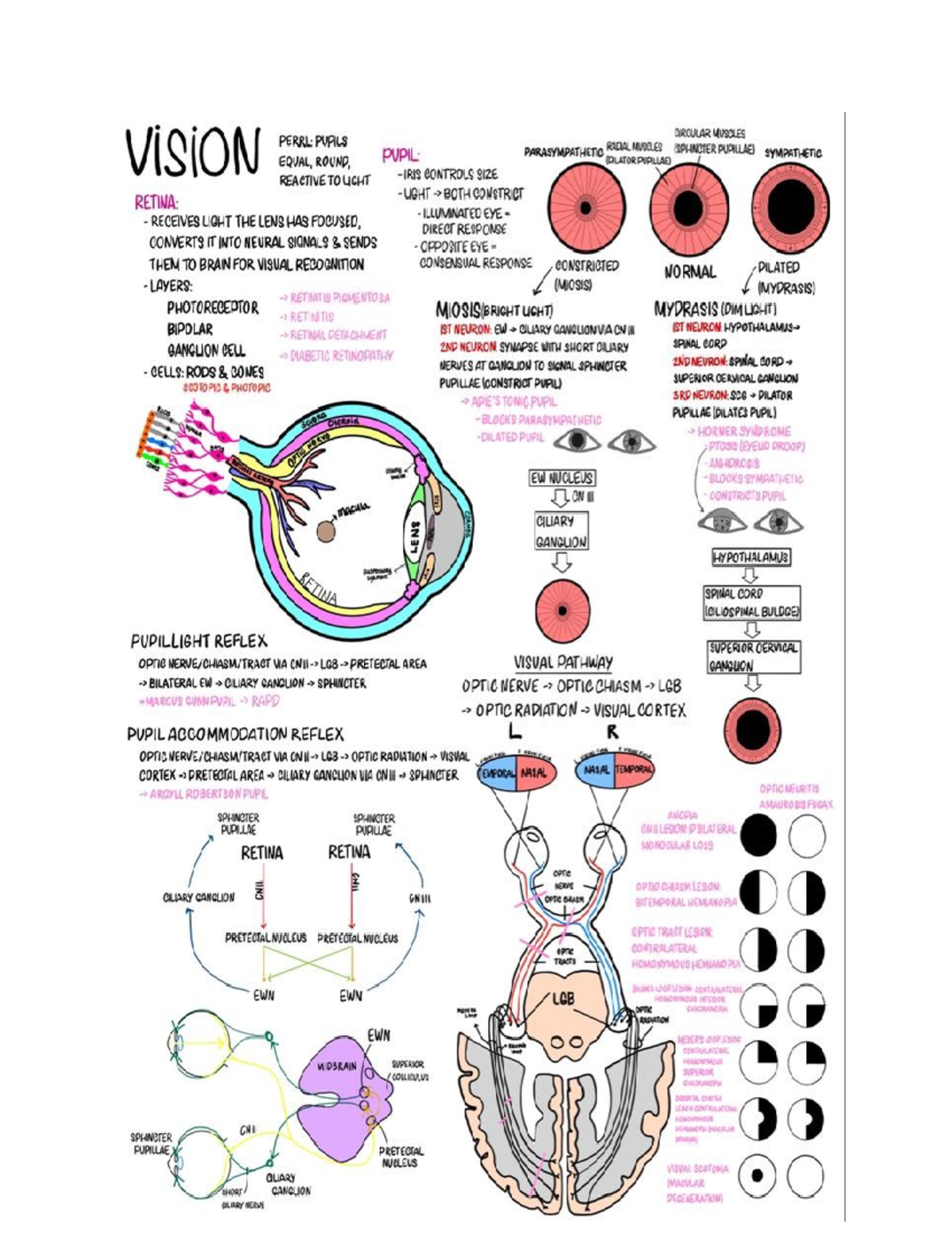 Notes about Vision - ANAT-210 - Studocu