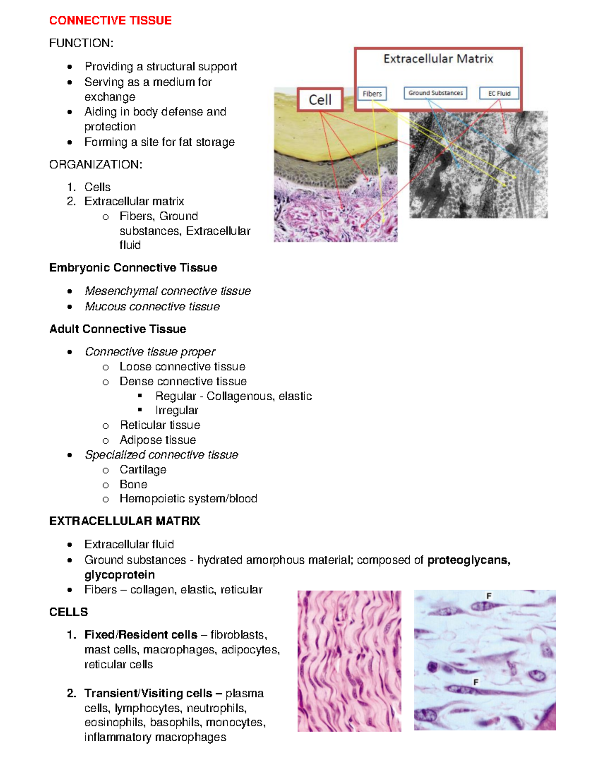 OLFU - BS MLS: Connective Tissue Lecture Notes - Histology - OLFU - Studocu